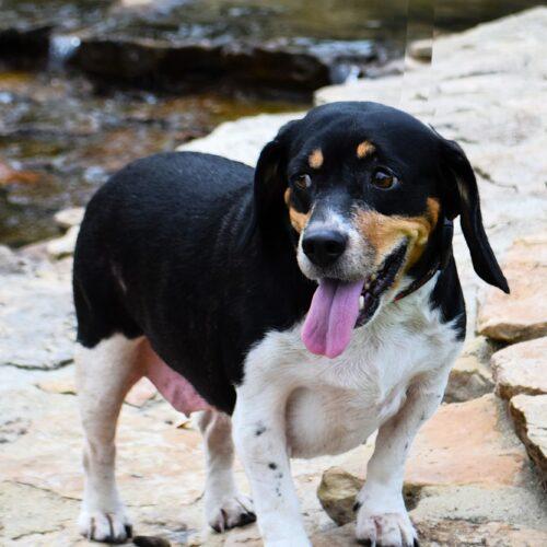 Enlarge Ruby, a Adoptable Beagle in Memphis, TN image 4/4
