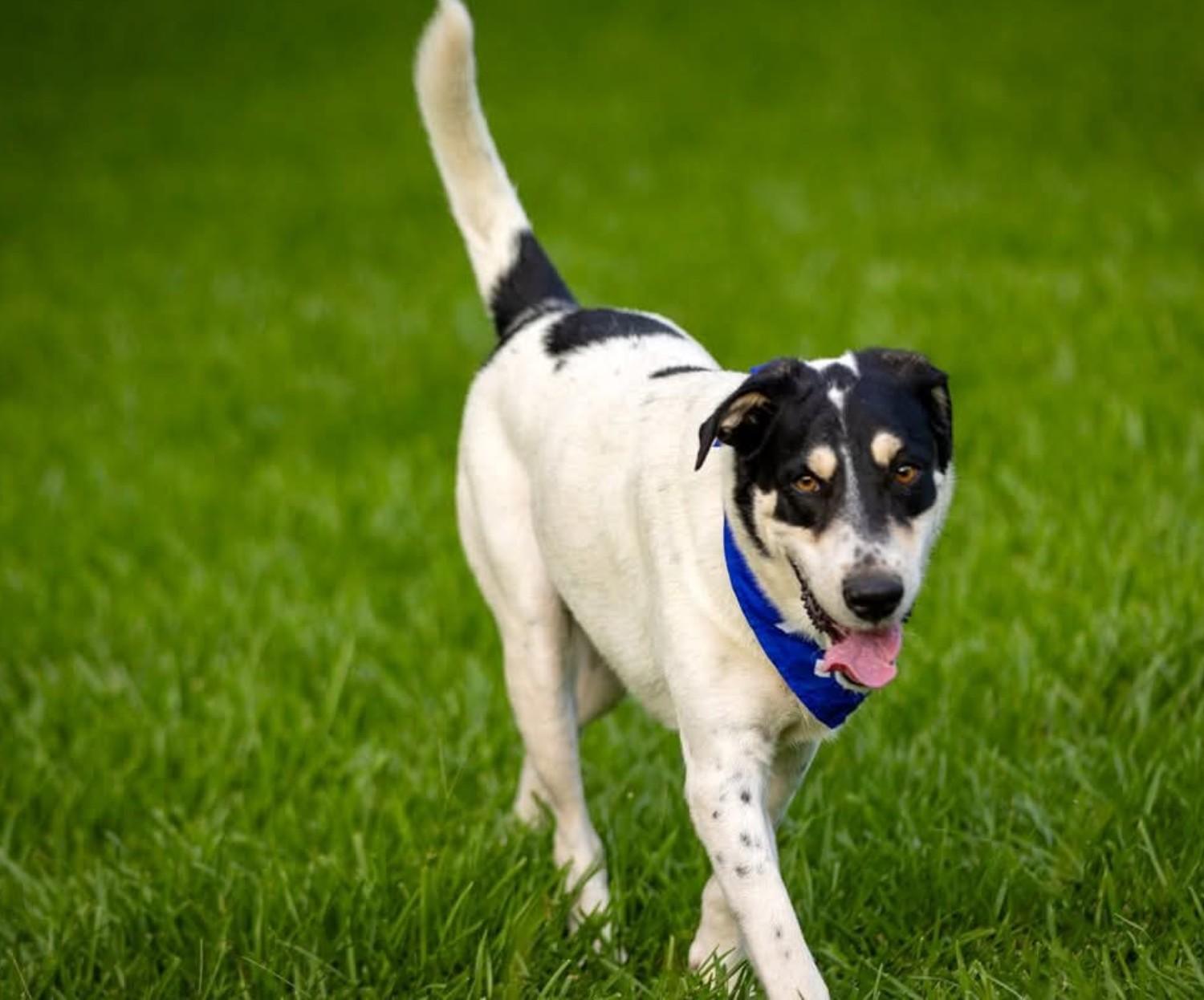 Shane, an adoptable Hound in Green River, UT, 84525 | Photo Image 4