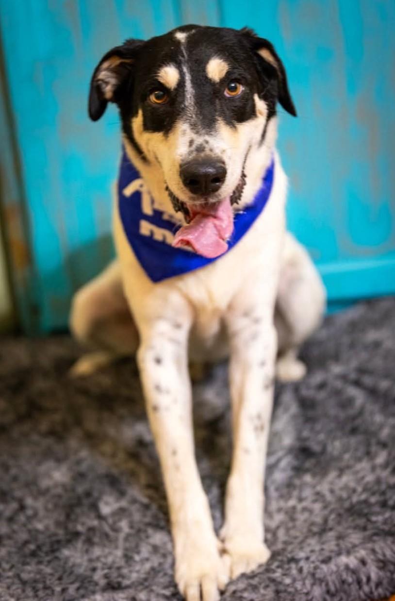 Shane, an adoptable Hound in Green River, UT, 84525 | Photo Image 6