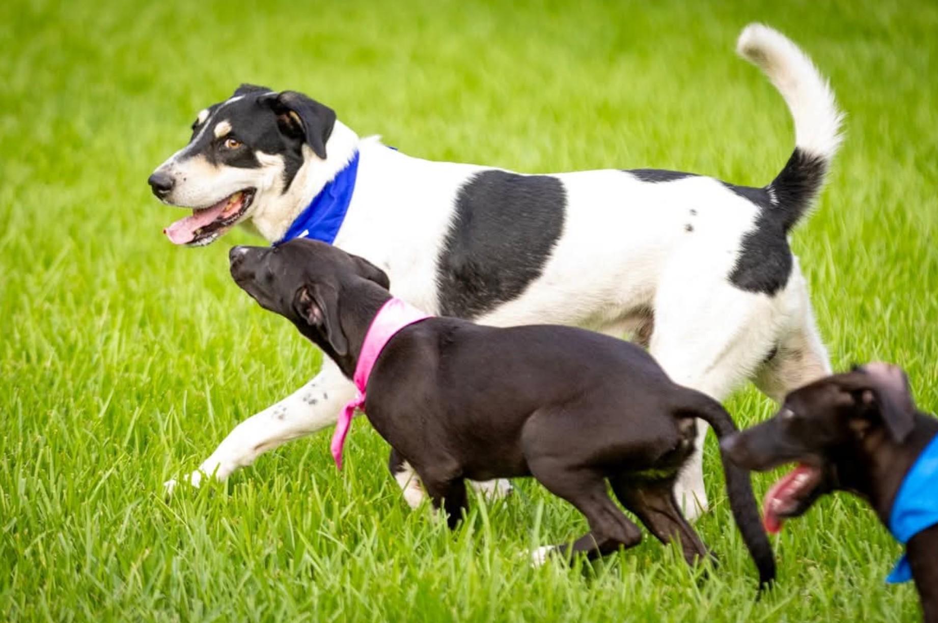 Shane, an adoptable Hound in Green River, UT, 84525 | Photo Image 5