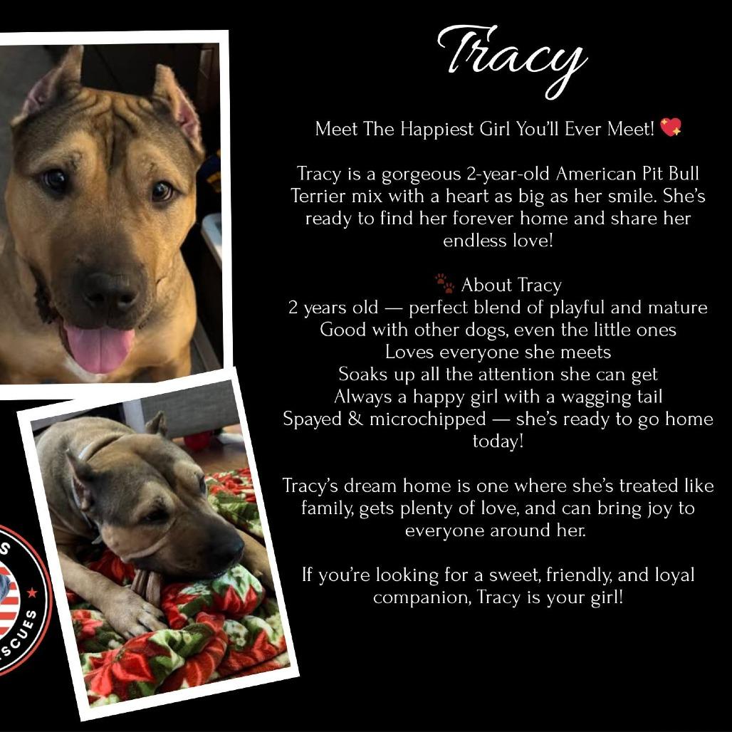 Tracy, a Adoptable Pit Bull Terrier in Mebane, NC image 1/4