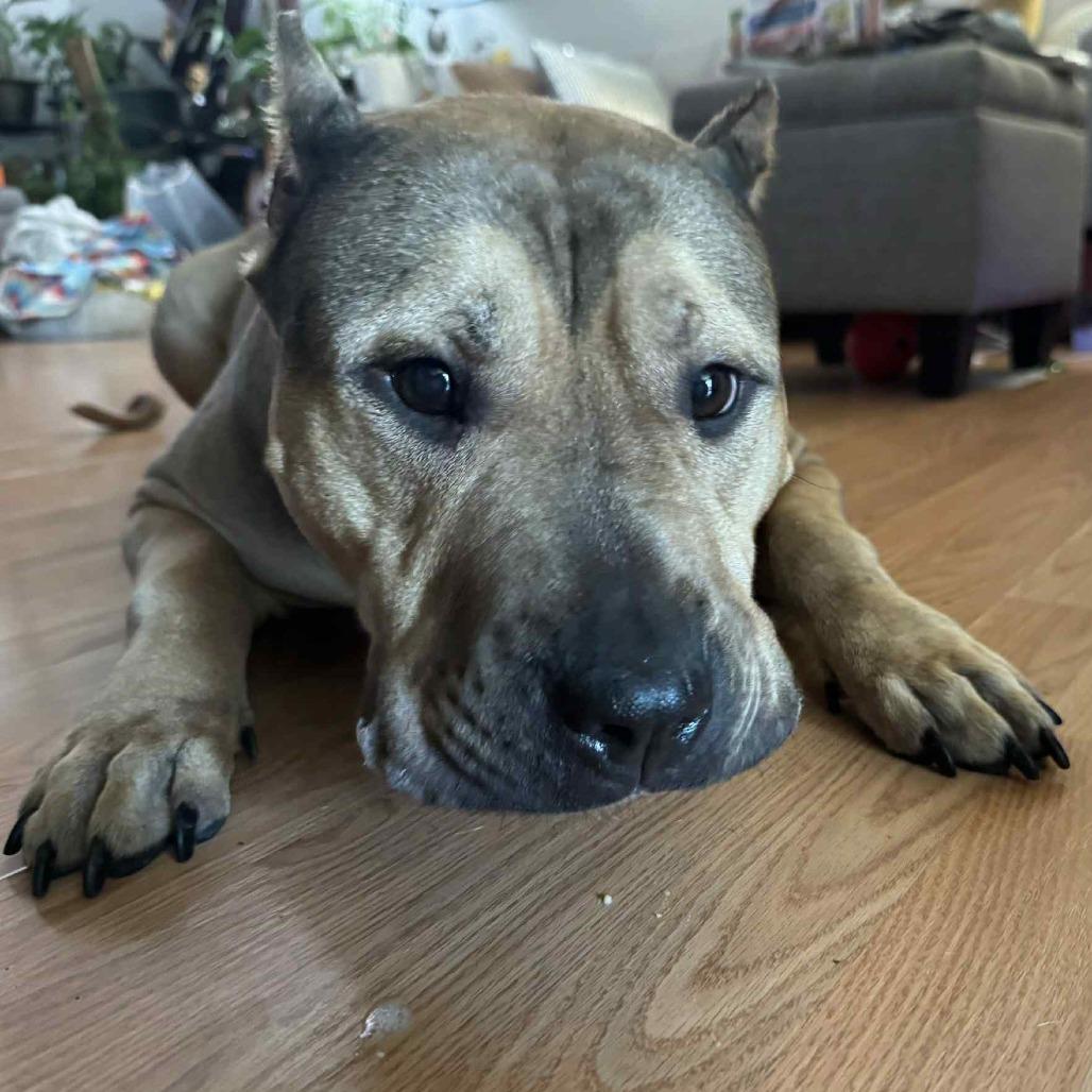 Tracy, a Adoptable Pit Bull Terrier in Mebane, NC image 3/4
