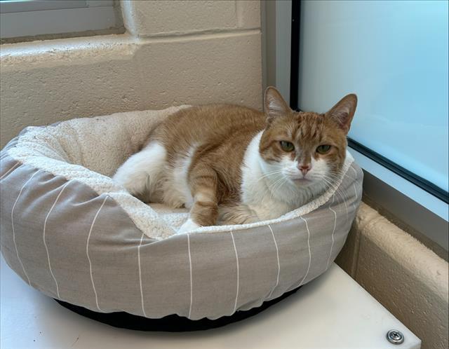 SKIPPY, Adoptable, Adult Male Domestic Short Hair.