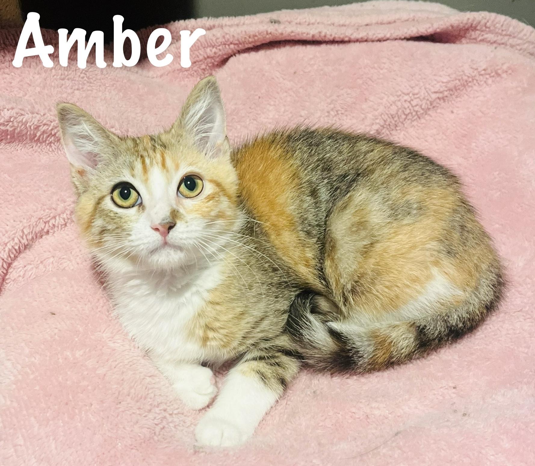Amber, Baby Female unknown