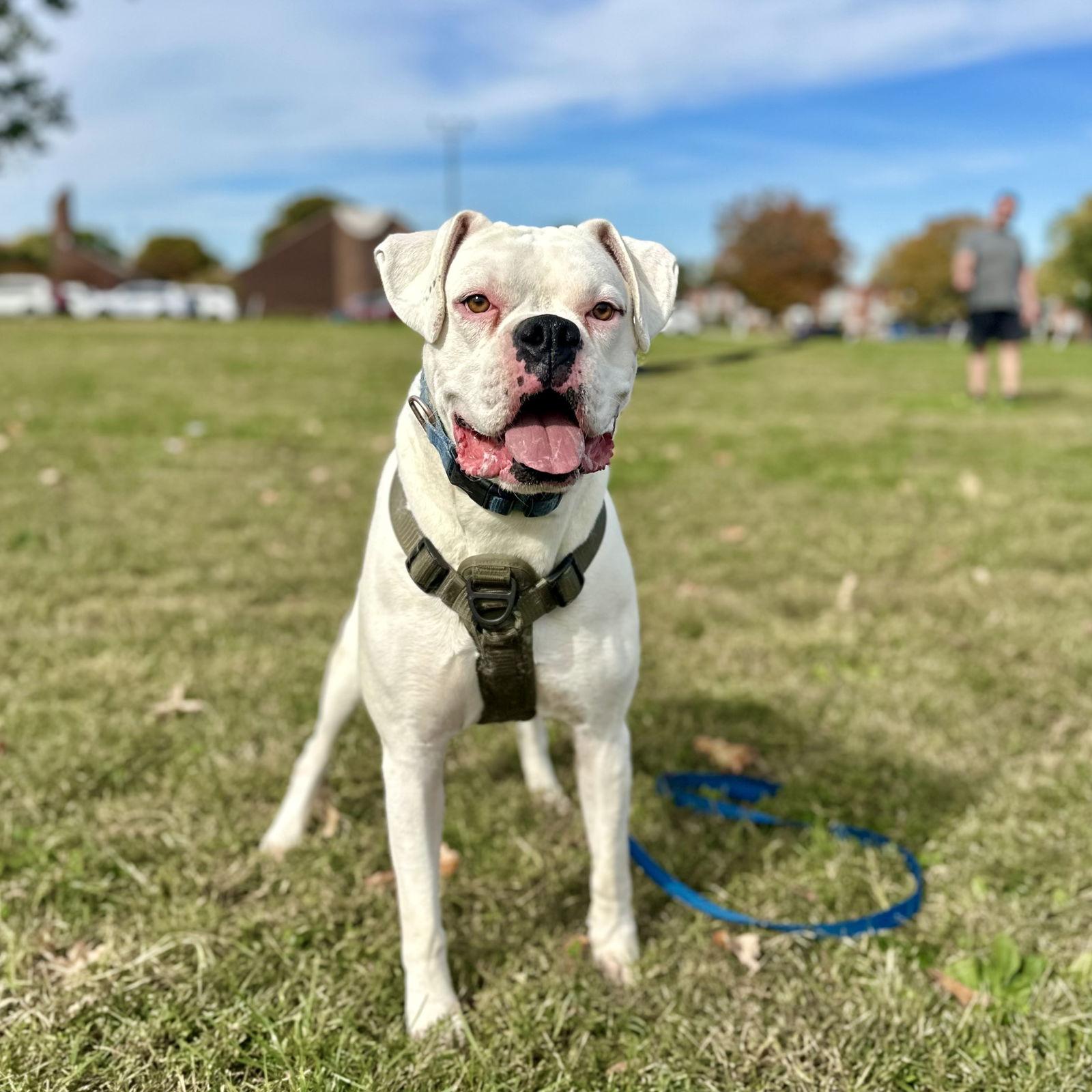 Bruiser, Adoptable, Adult Male Boxer.