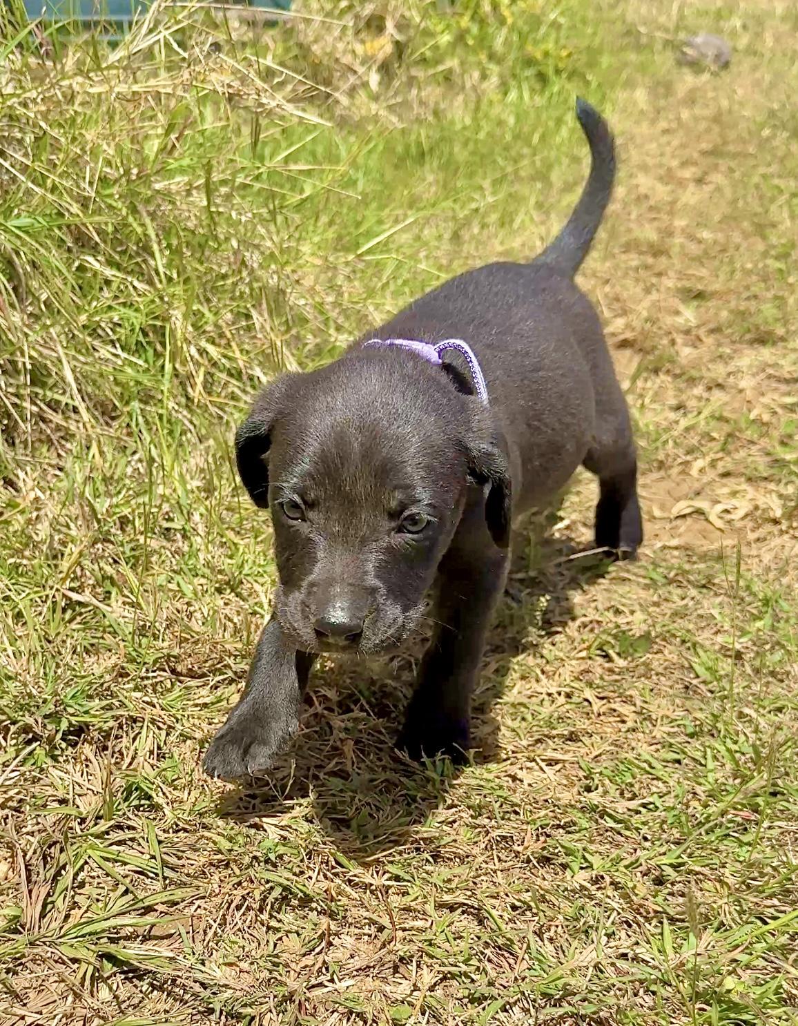 Enlarge Poppy - Beautiful personality, smart girl puppy - *LOW ADOPTION FEE*, a Adoptable mixed breed in Fort Lauderdale, FL image 6/6