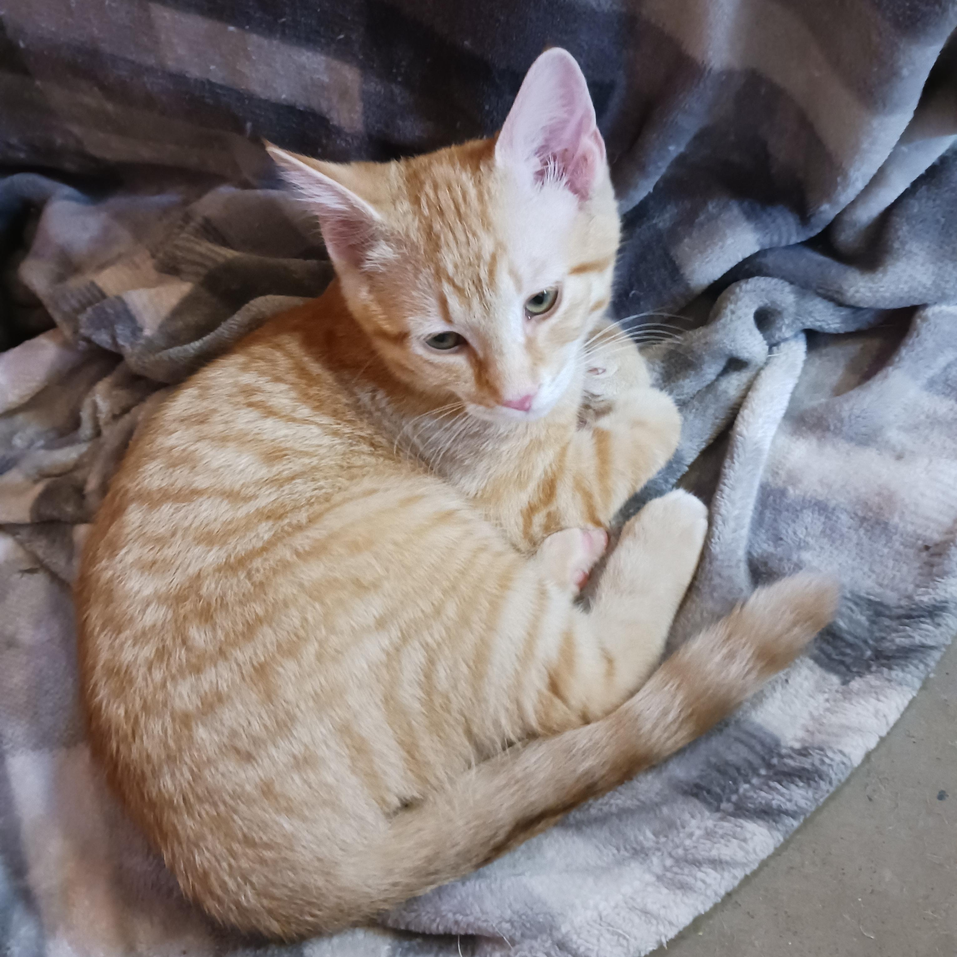 Enlarge Twix, a ADOPTABLE Domestic Short Hair in Morgantown, WV image 3/5