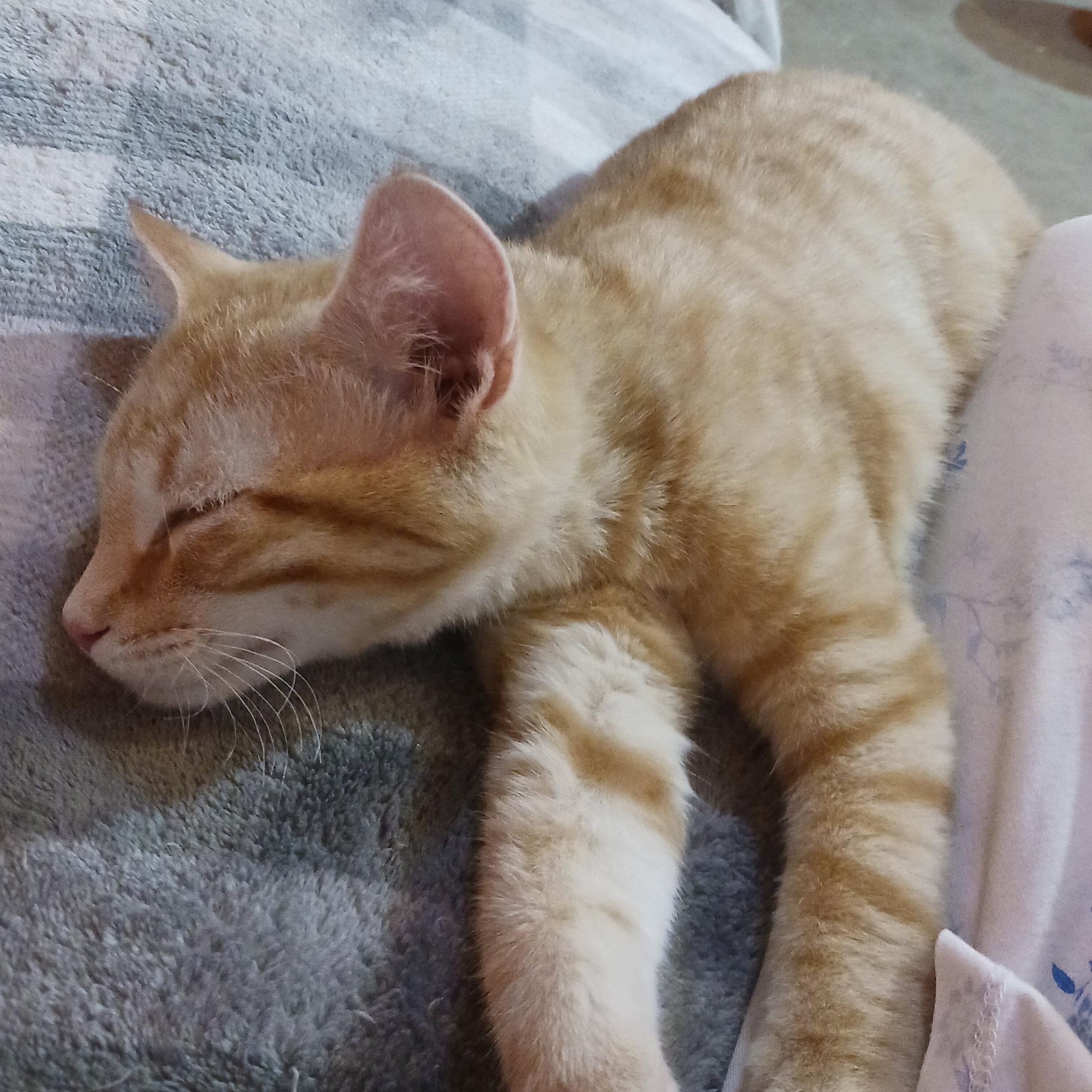 Enlarge Twix, a ADOPTABLE Domestic Short Hair in Morgantown, WV image 5/5
