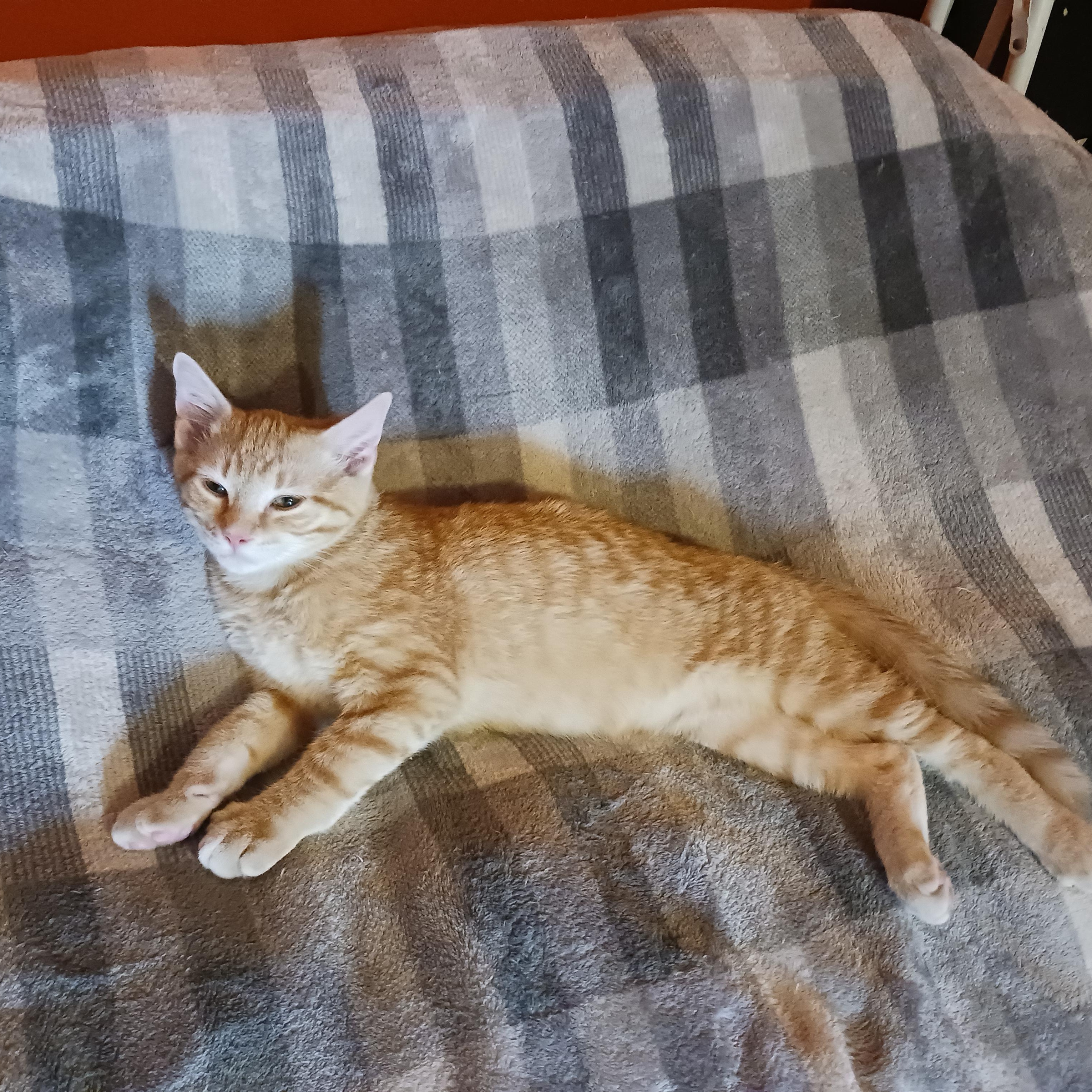 Twix, ADOPTABLE, Kitten Male Domestic Short Hair.