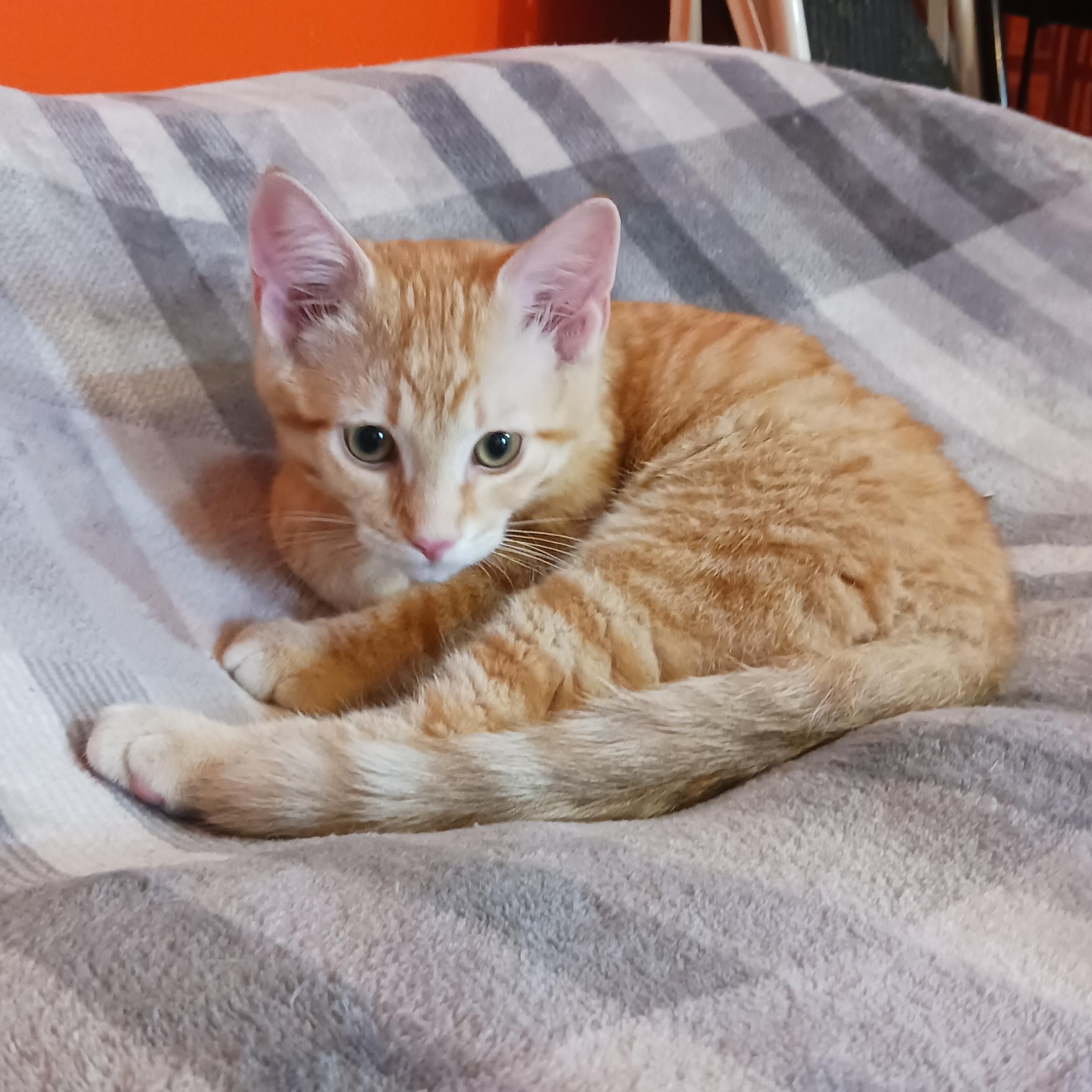 Enlarge Twix, a ADOPTABLE Domestic Short Hair in Morgantown, WV image 2/5