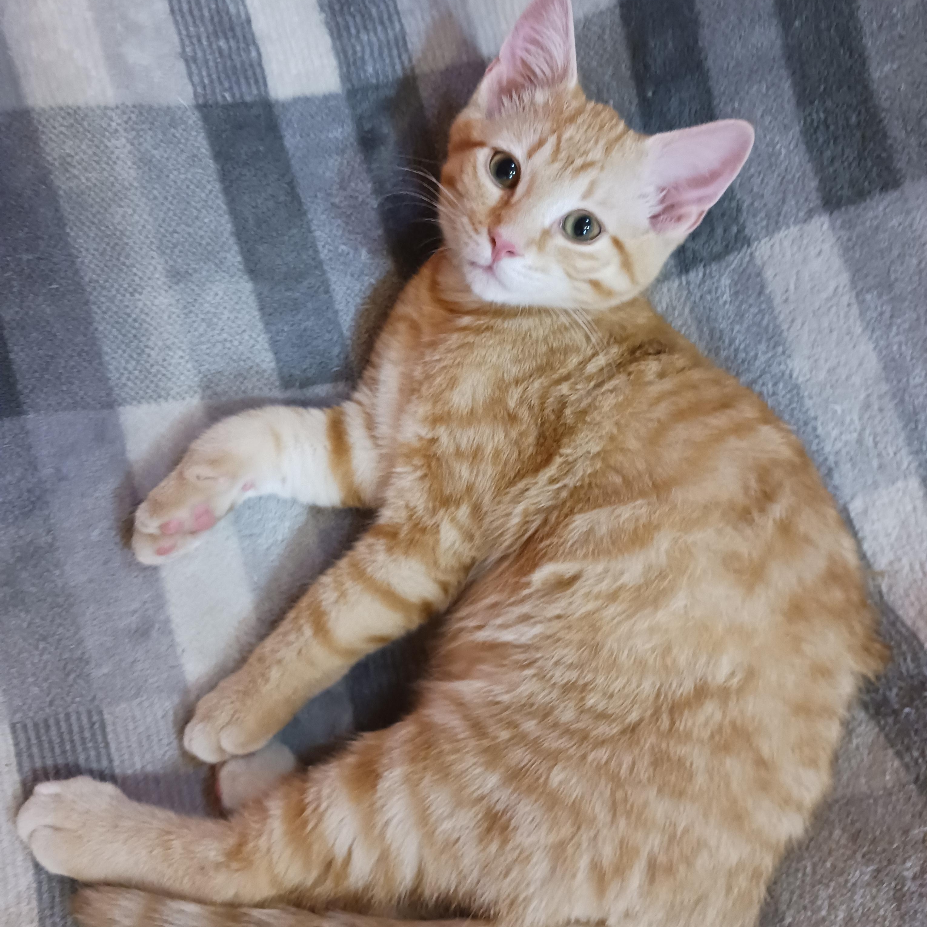 Enlarge Twix, a ADOPTABLE Domestic Short Hair in Morgantown, WV image 4/5