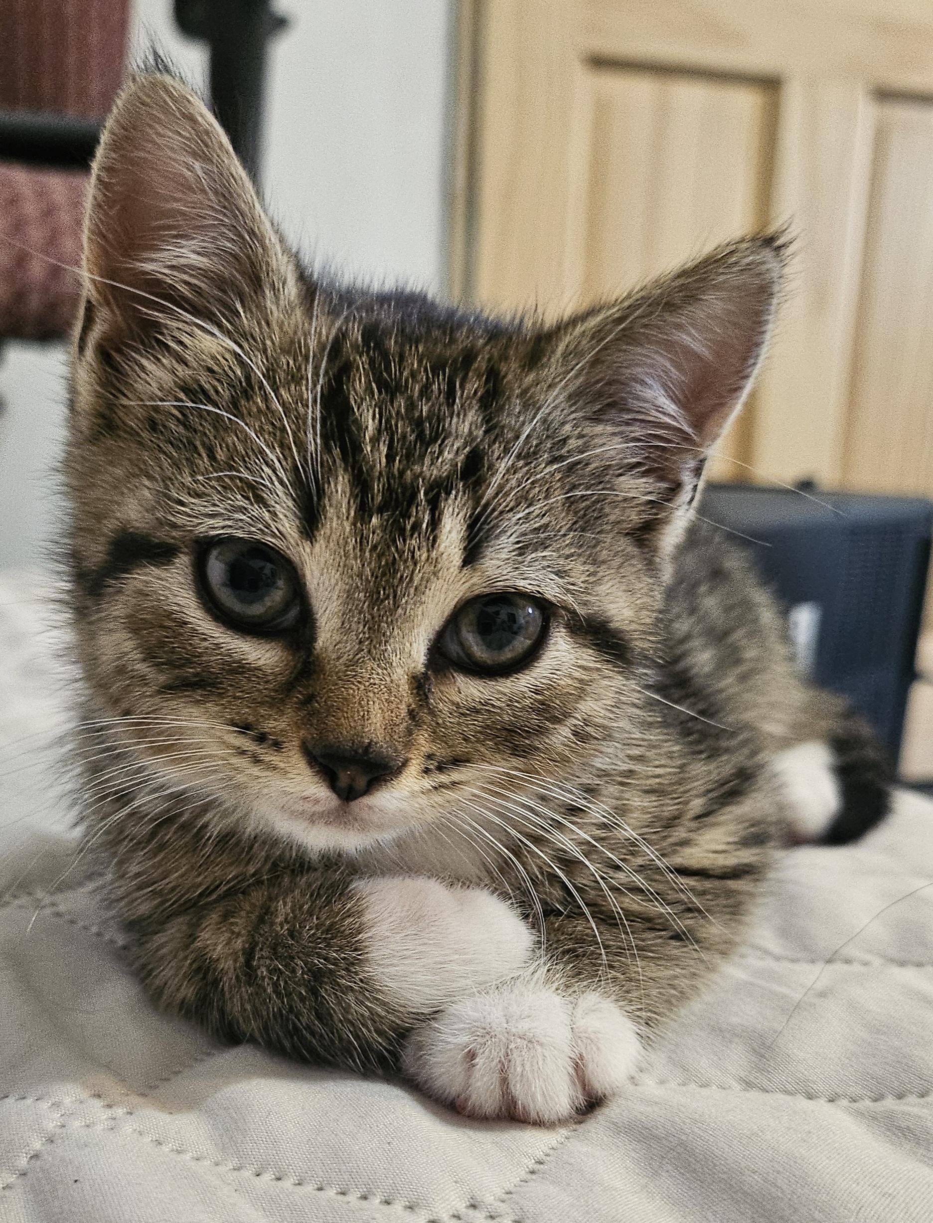 Aurelia, ADOPTABLE, Kitten Female Domestic Short Hair.