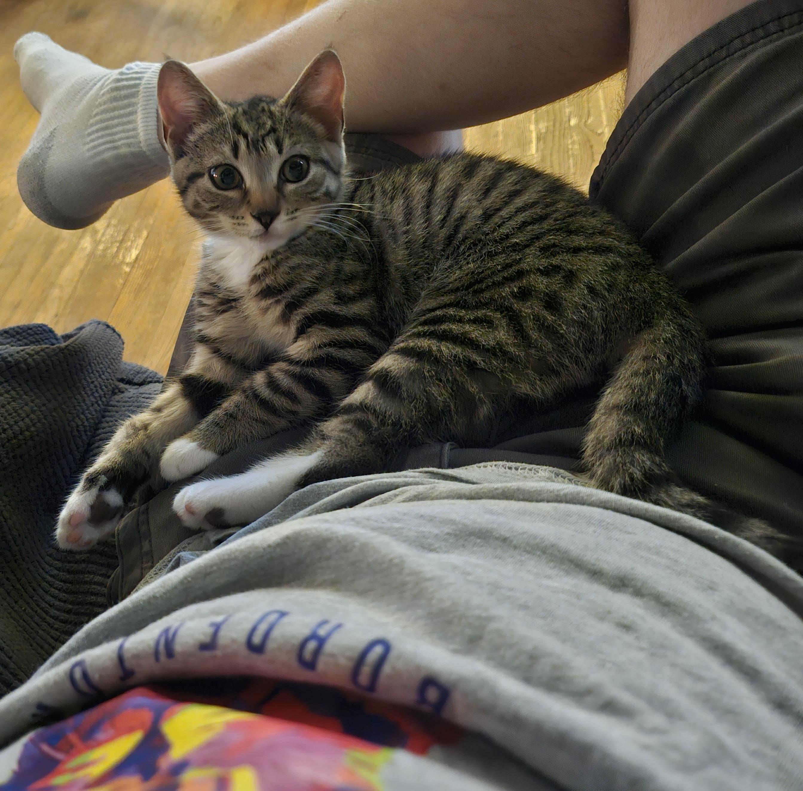 Aurelia, a ADOPTABLE Domestic Short Hair in Bordentown, NJ image 3/4