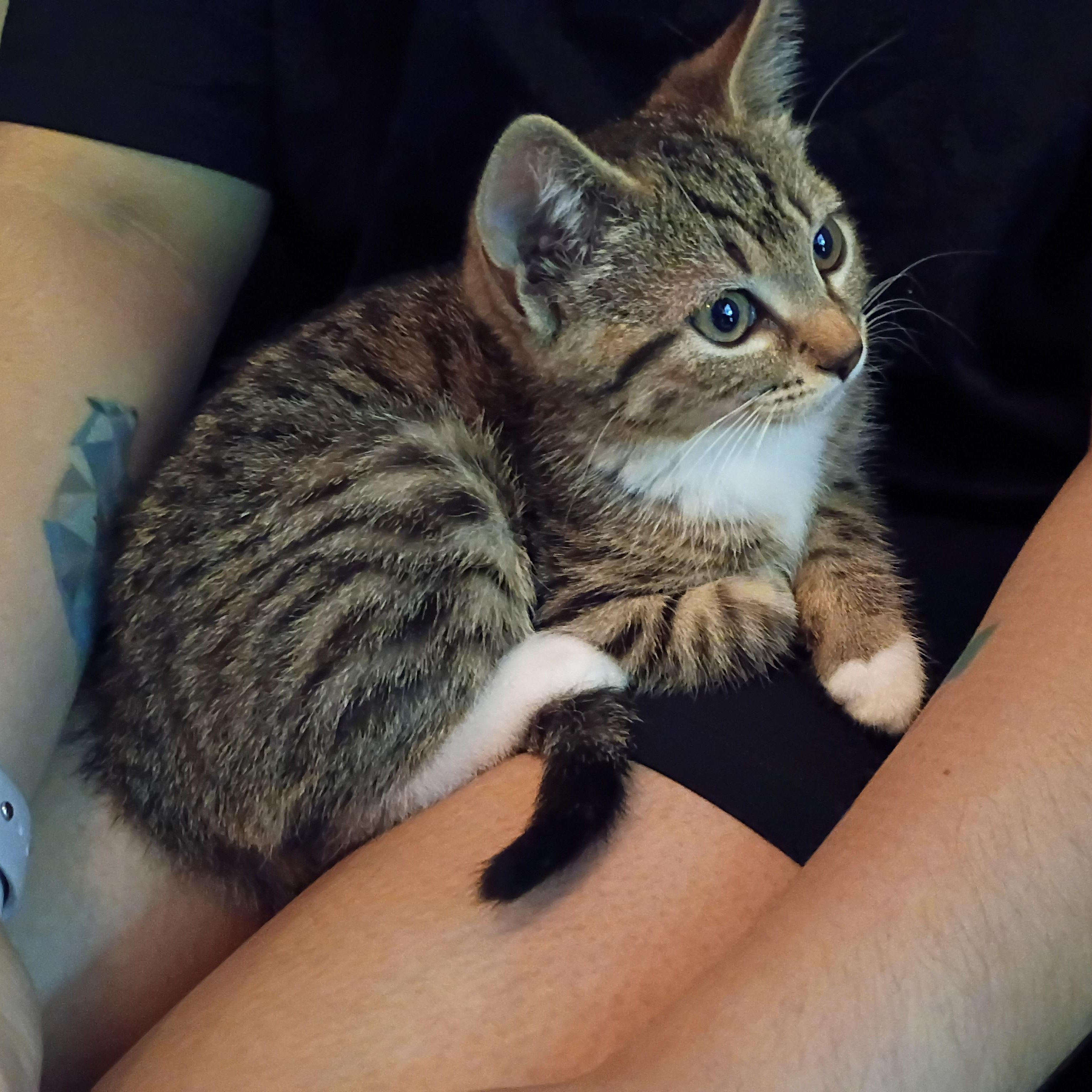 Aurelia, a ADOPTABLE Domestic Short Hair in Bordentown, NJ image 4/4