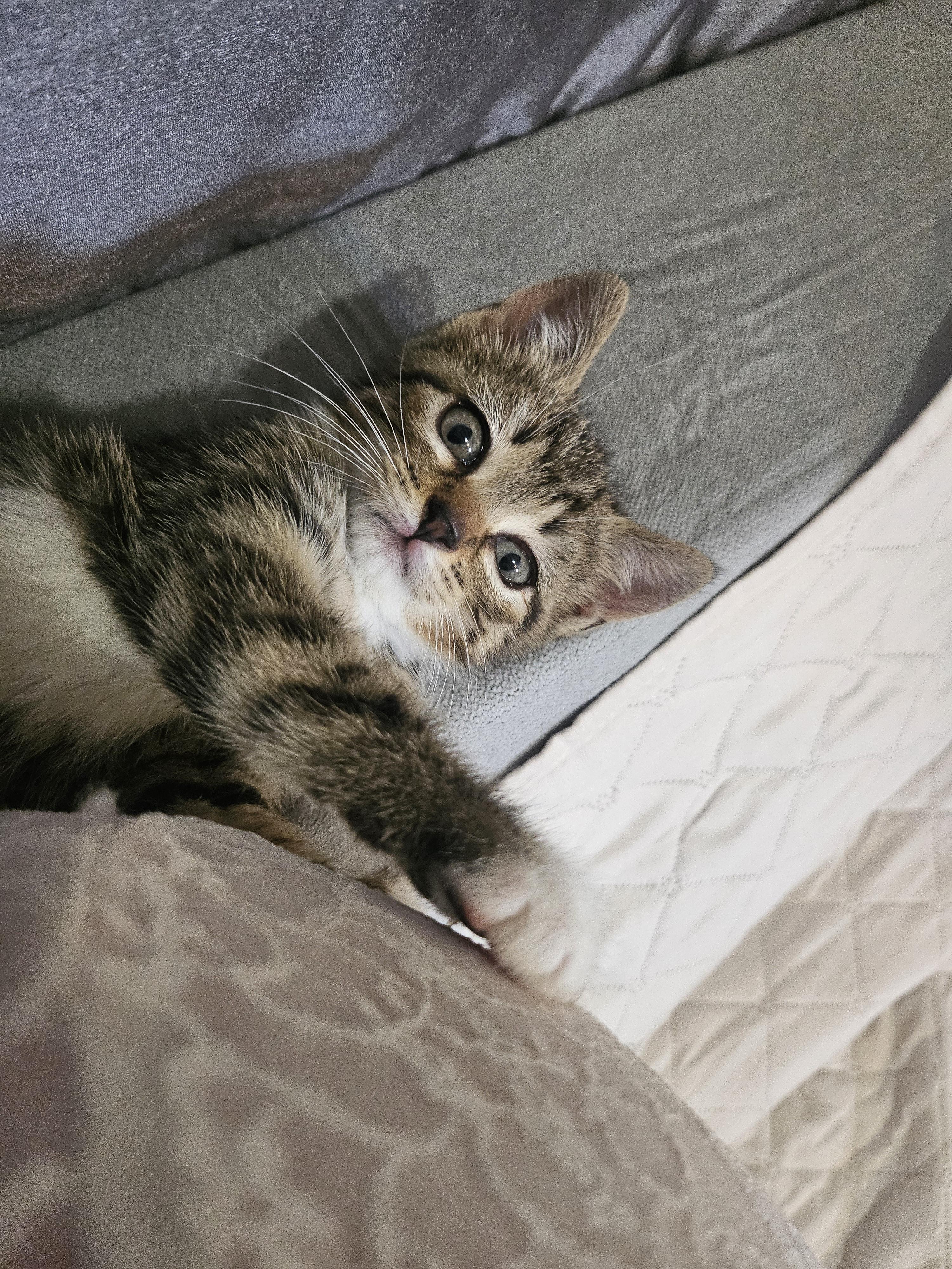 Aurelia, a ADOPTABLE Domestic Short Hair in Bordentown, NJ image 3/3