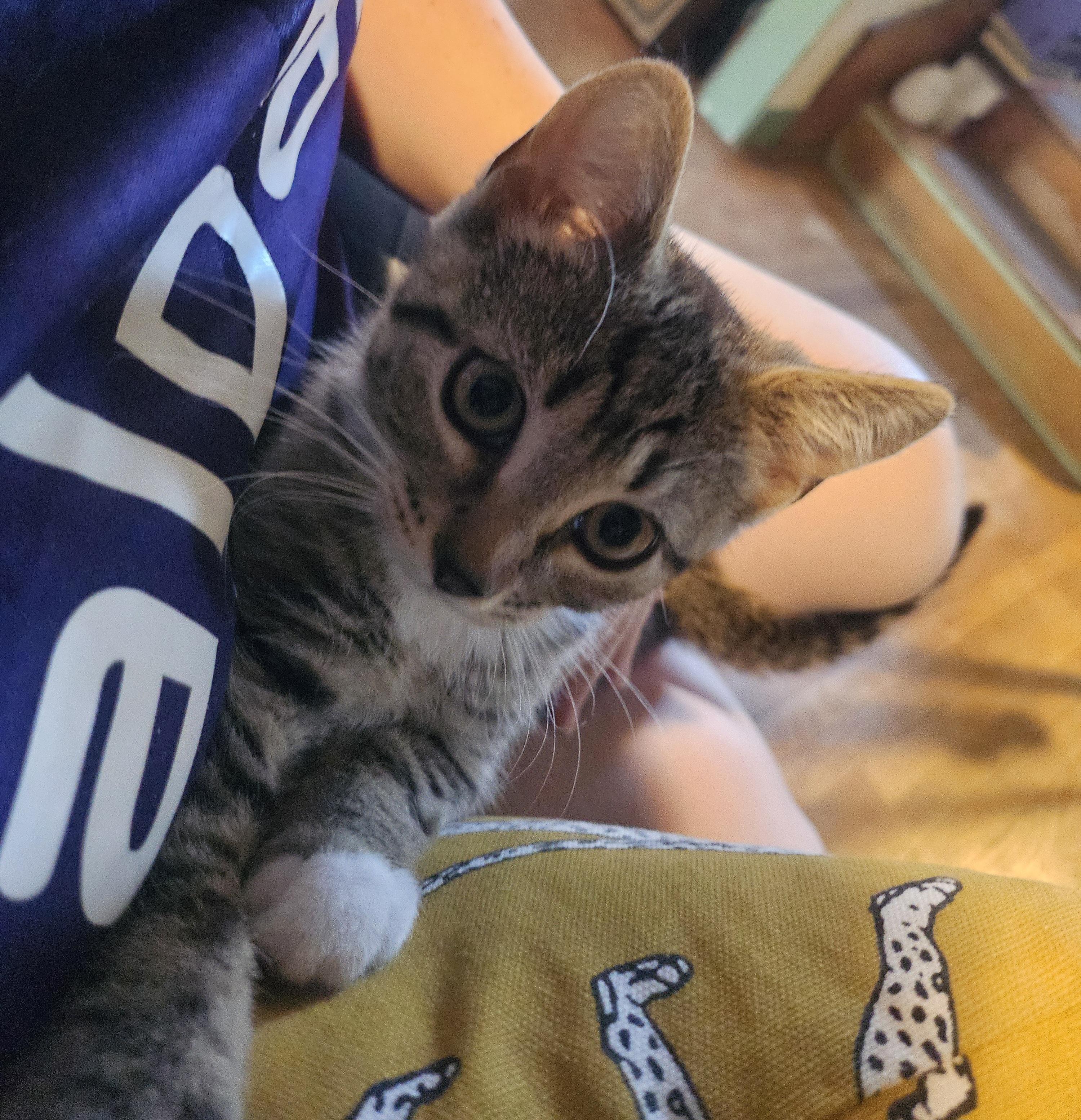 Aurelia, a ADOPTABLE Domestic Short Hair in Bordentown, NJ image 2/4