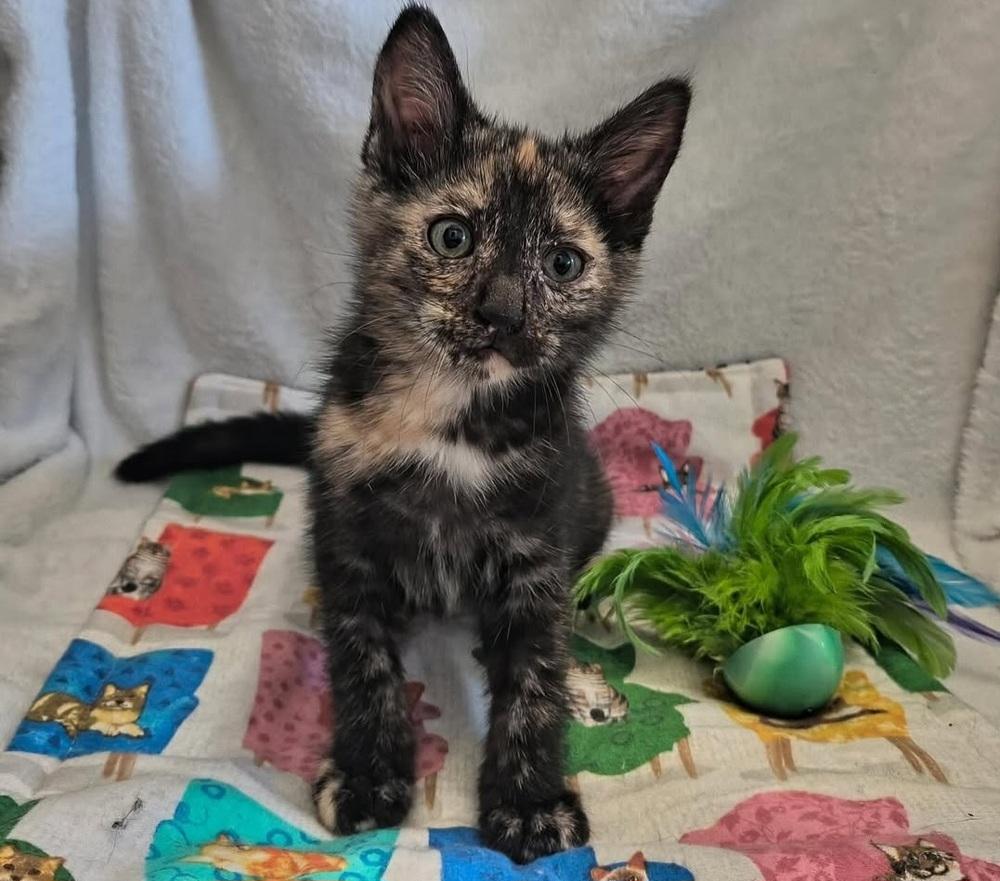 Enlarge Trouble, a Adoptable mixed breed in Manteca, CA image 1/3