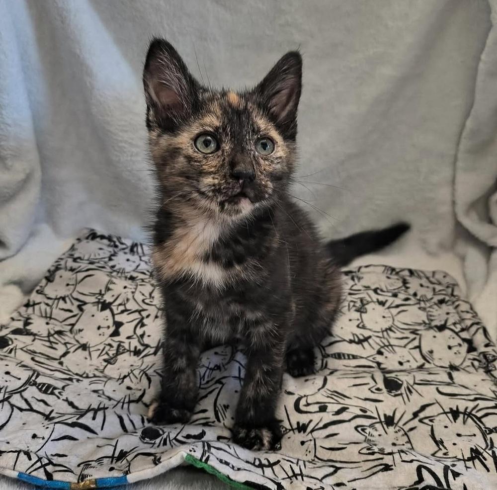 Enlarge Trouble, a Adoptable mixed breed in Manteca, CA image 2/3