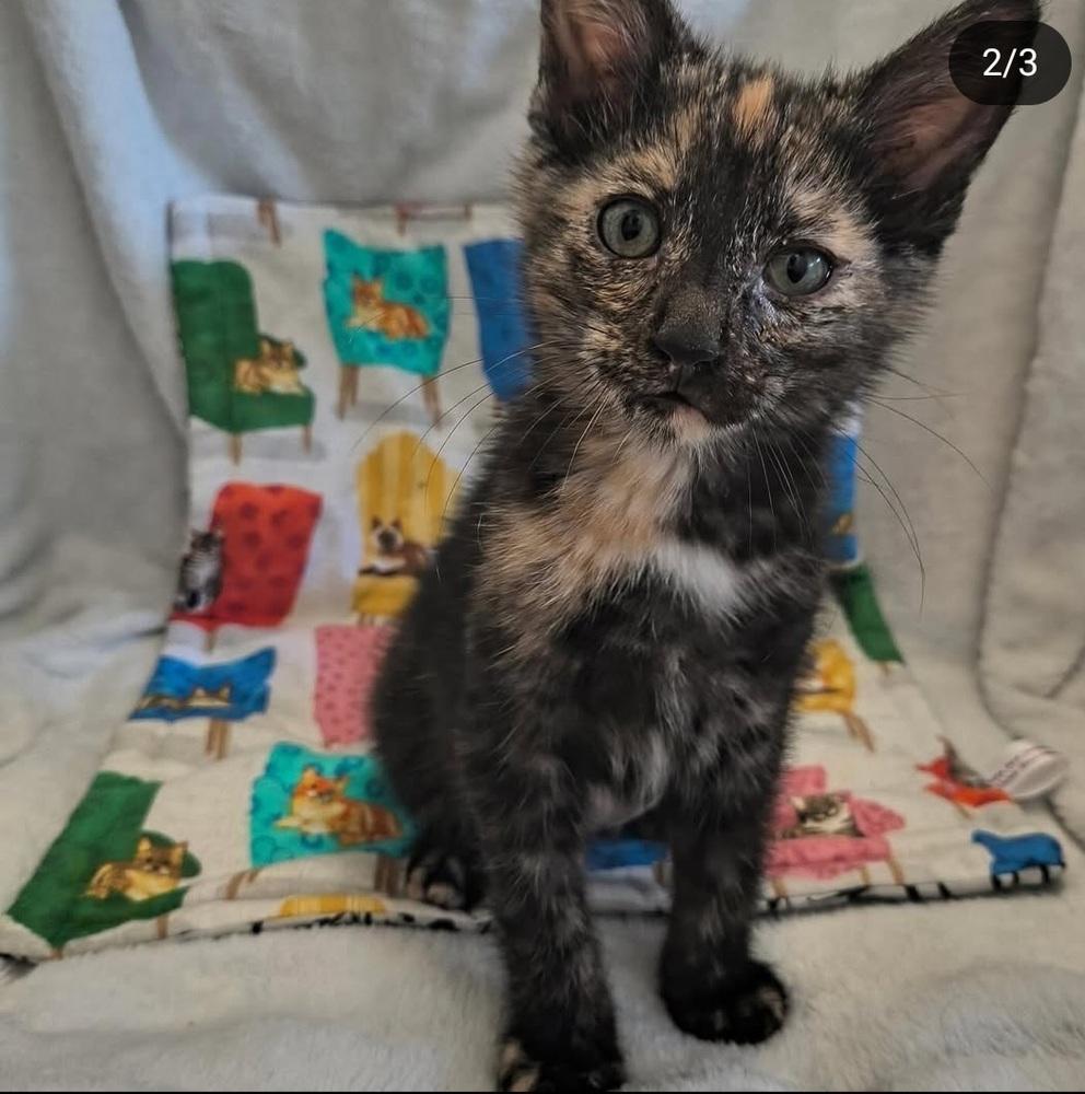 Enlarge Trouble, a Adoptable mixed breed in Manteca, CA image 3/3