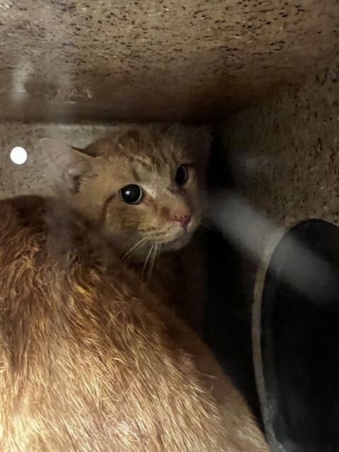 FANTA, Adoptable, Adult Male Domestic Short Hair.