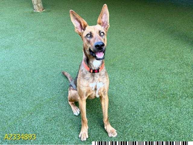 Enlarge KLARA, a Adoptable Mixed Breed in West Palm Beach, FL image 1/1