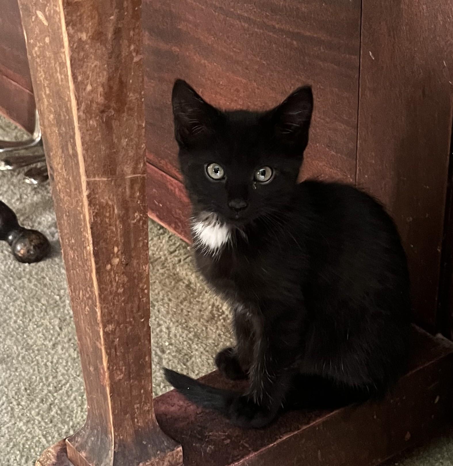 Telly, adopted, Young Female Domestic Short Hair.