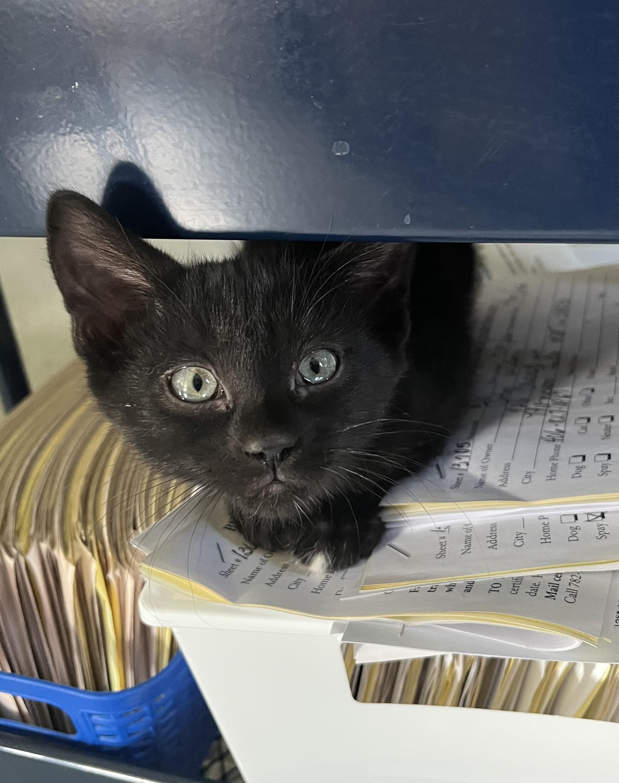 Enlarge Telly, an adopted Domestic Short Hair in Butte, MT image 2/3