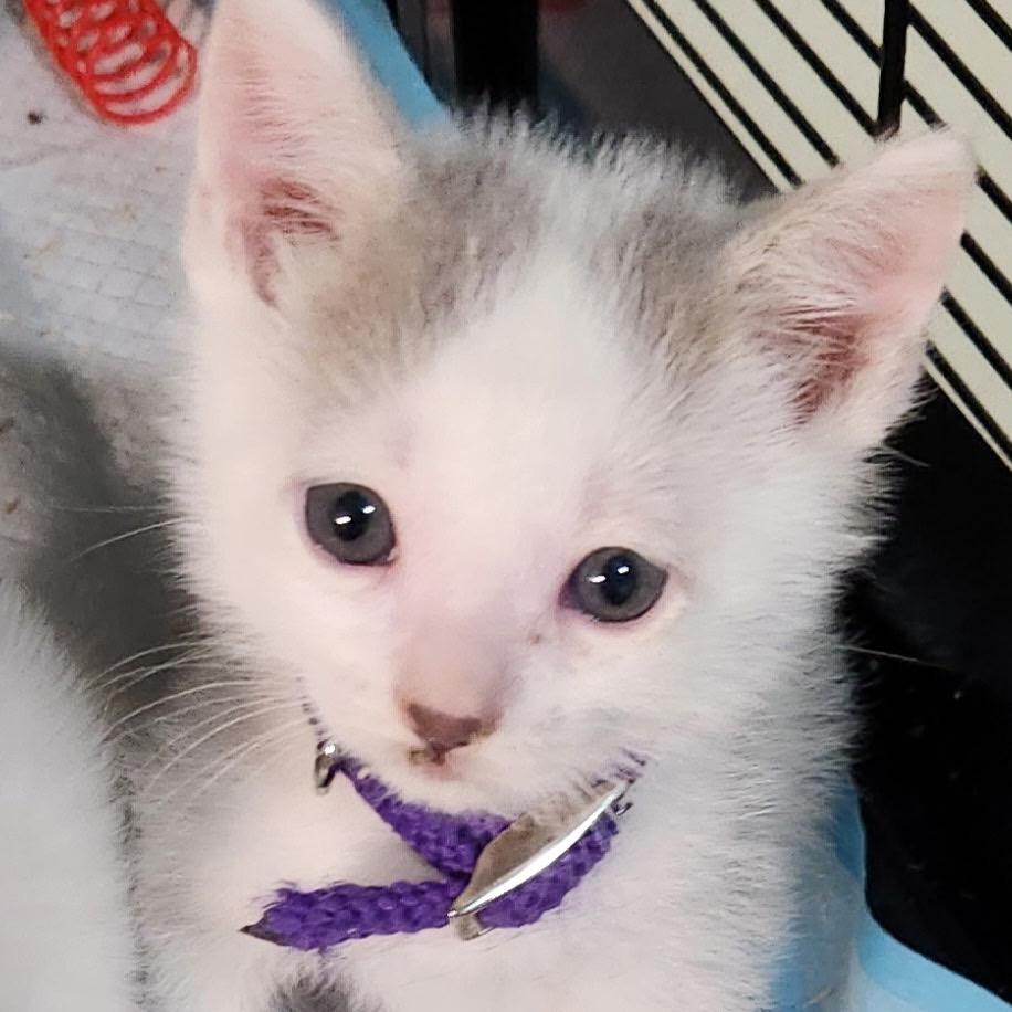 Enlarge Prince, a Adoptable Domestic Short Hair in Baker City, OR image 1/1