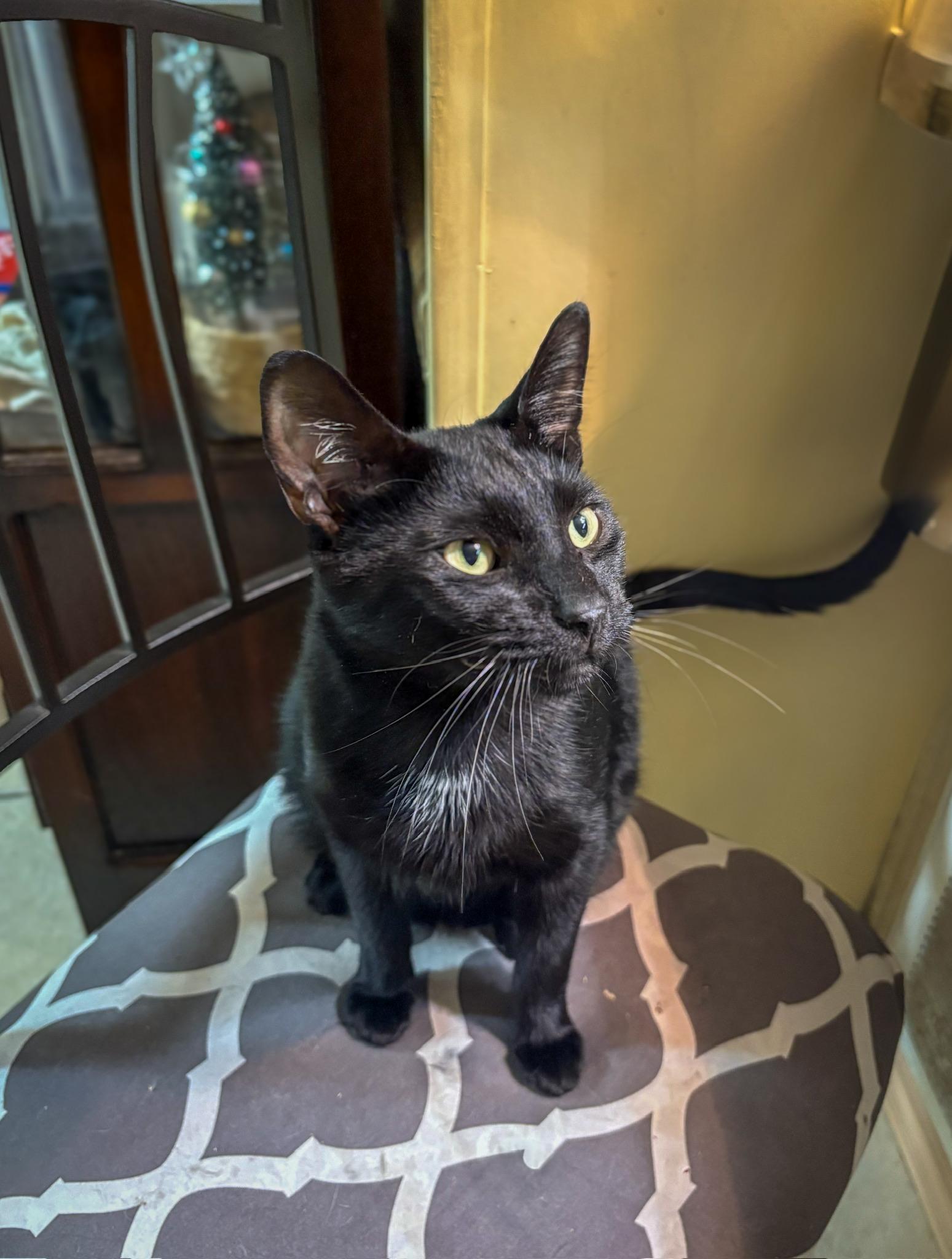 Enlarge Panther, a Adoptable Domestic Short Hair in Plant city, FL image 1/1