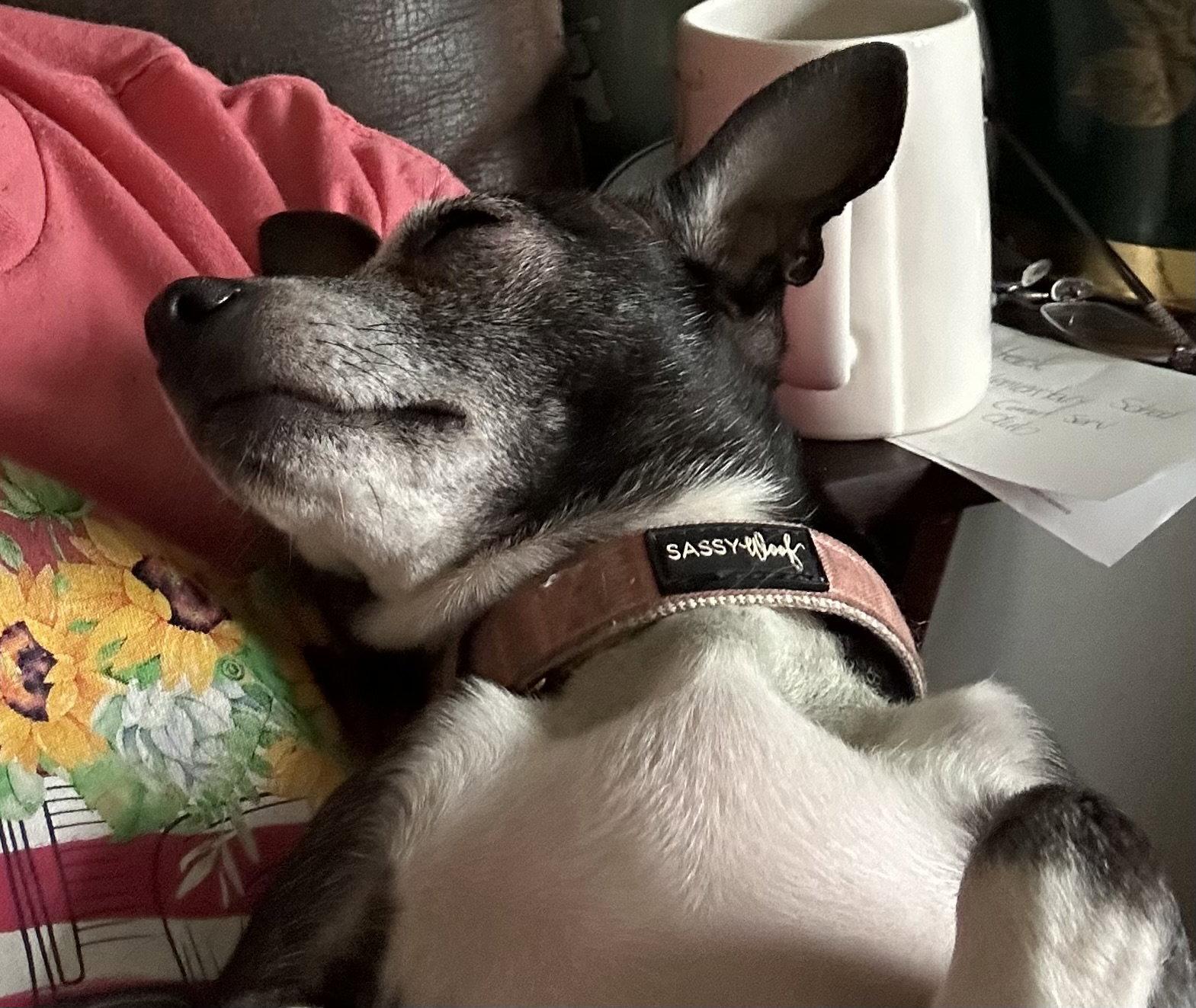 Maizey, Adopted, Senior Female Chihuahua.