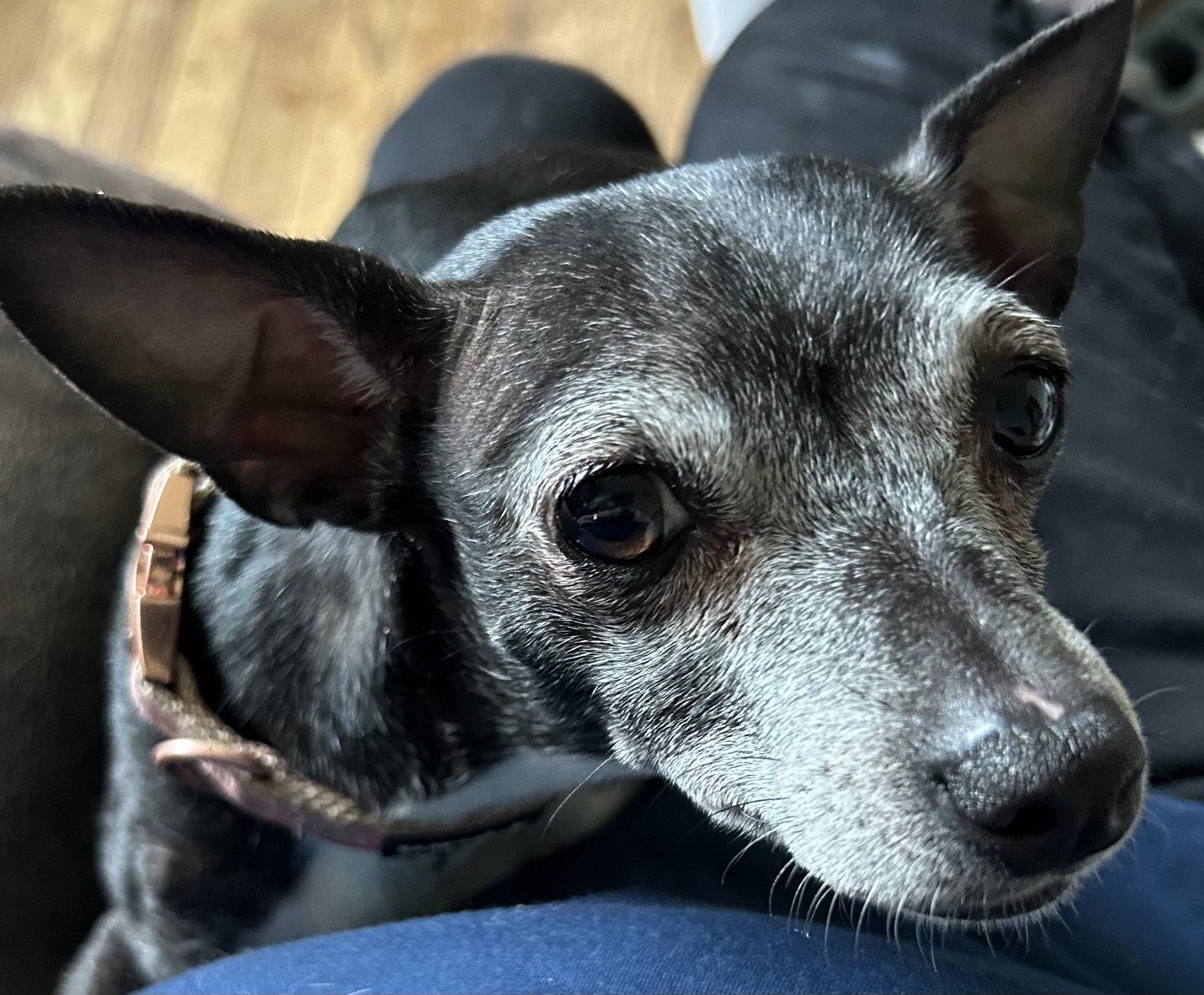 Enlarge Maizey, a Adopted Chihuahua in O'Fallon, MO image 2/3