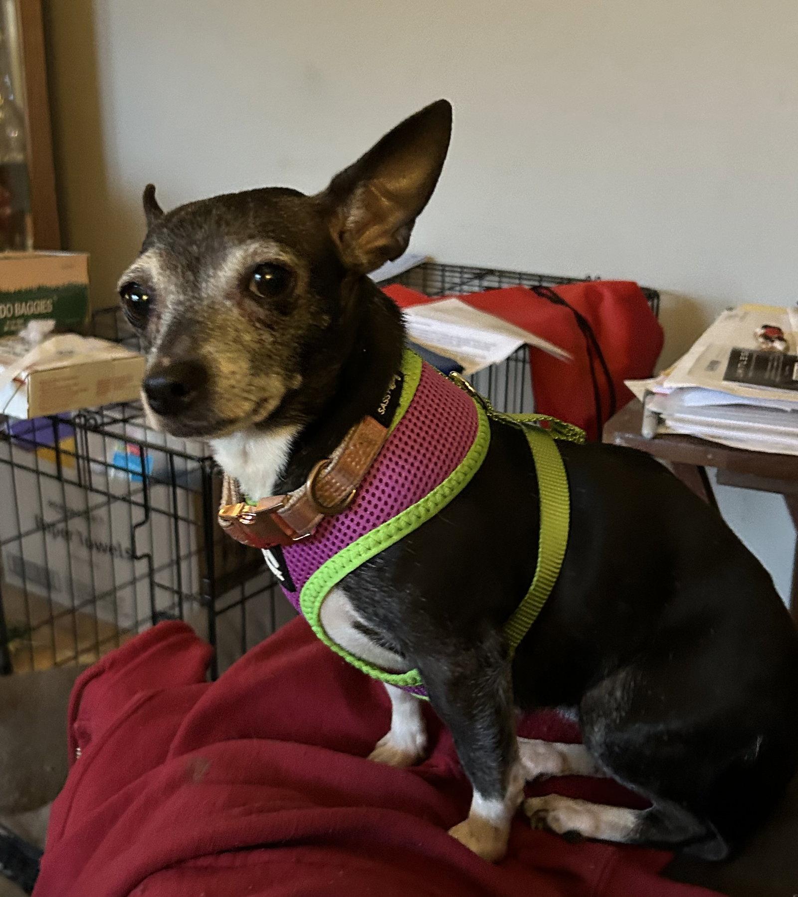 Enlarge Maizey, a Adopted Chihuahua in O'Fallon, MO image 3/3