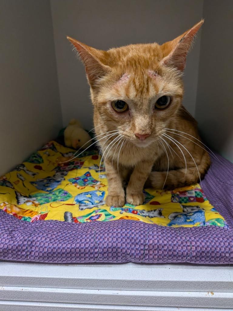 Pico, Adoptable, Adult Male Domestic Short Hair.