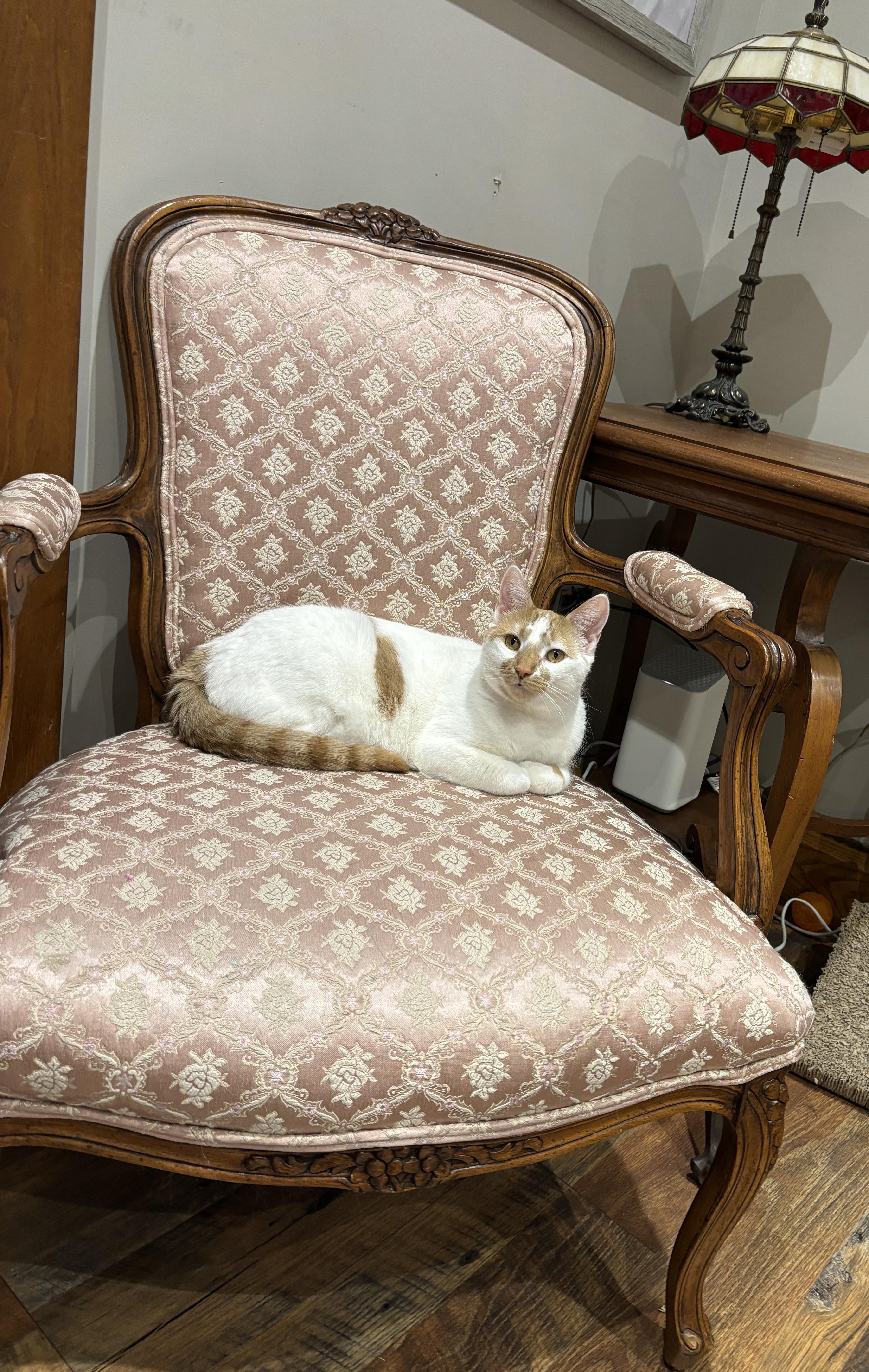 Enlarge LUCILLE, a ADOPTABLE Turkish Van in Shakespeare, ON image 3/5