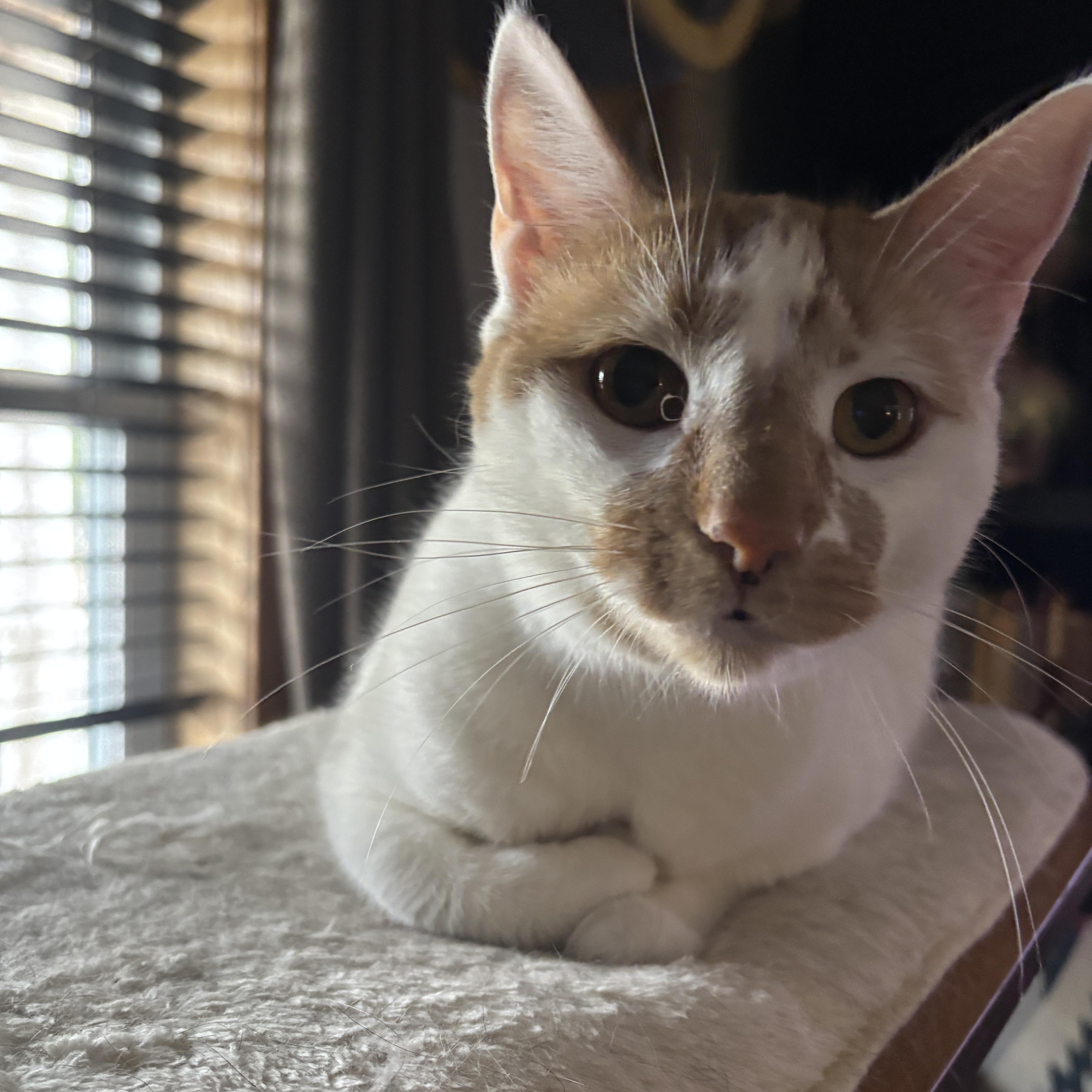 LUCILLE, ADOPTABLE, Adult Female Turkish Van.
