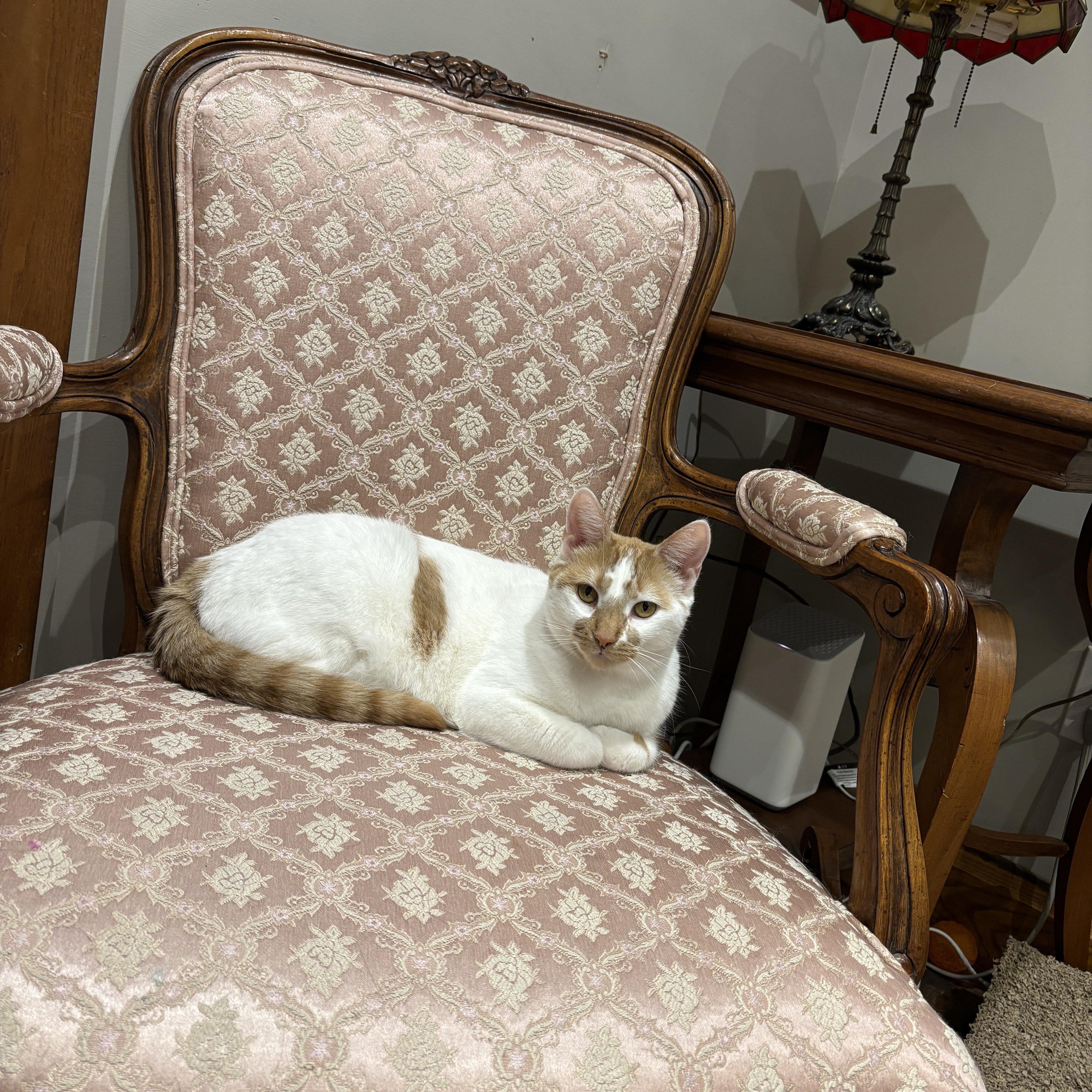 Enlarge LUCILLE, a ADOPTABLE Turkish Van in Shakespeare, ON image 5/5