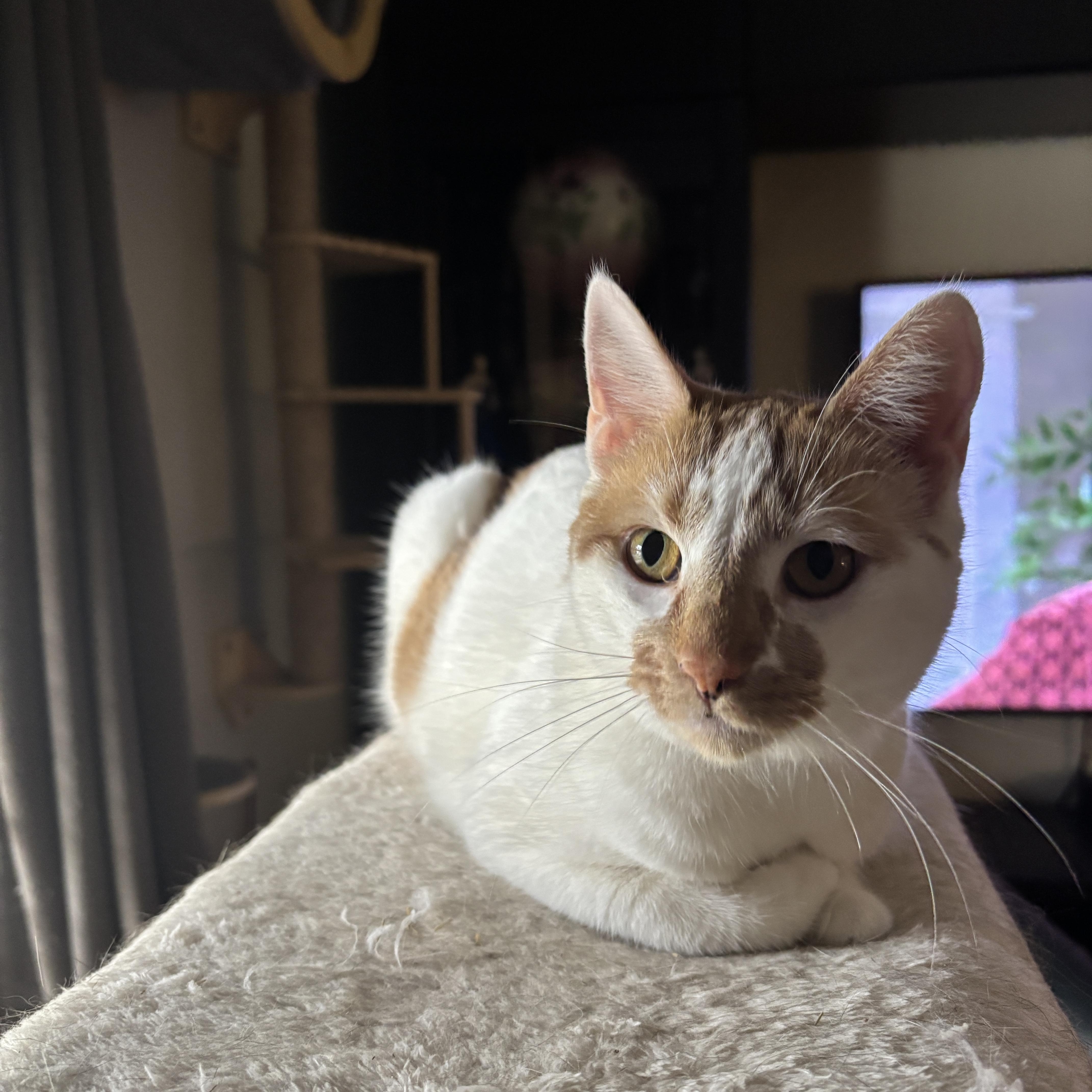 Enlarge LUCILLE, a ADOPTABLE Turkish Van in Shakespeare, ON image 4/5