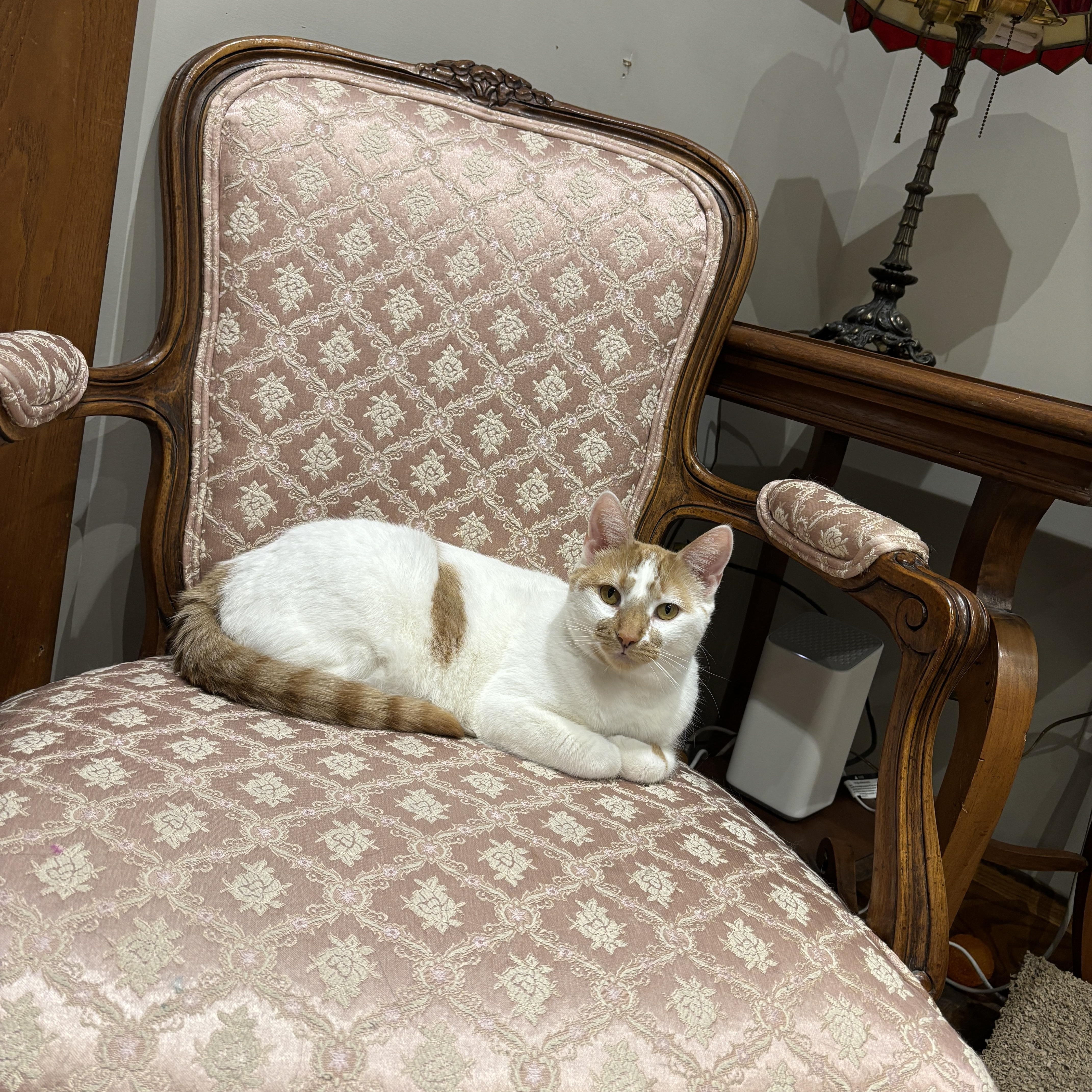 Enlarge LUCILLE, a ADOPTABLE Turkish Van in Shakespeare, ON image 2/5