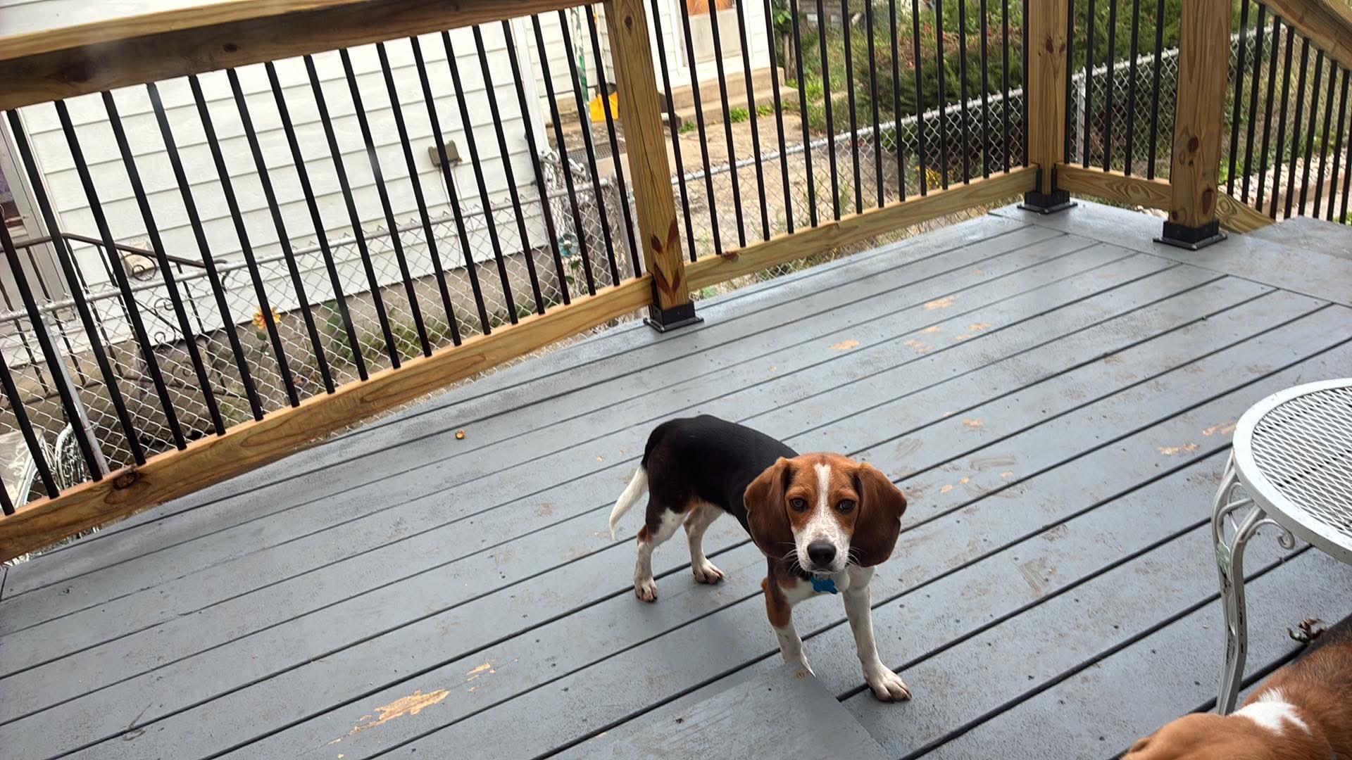 Enlarge Lucky, a Adopted Beagle in Munster, IN image 1/1