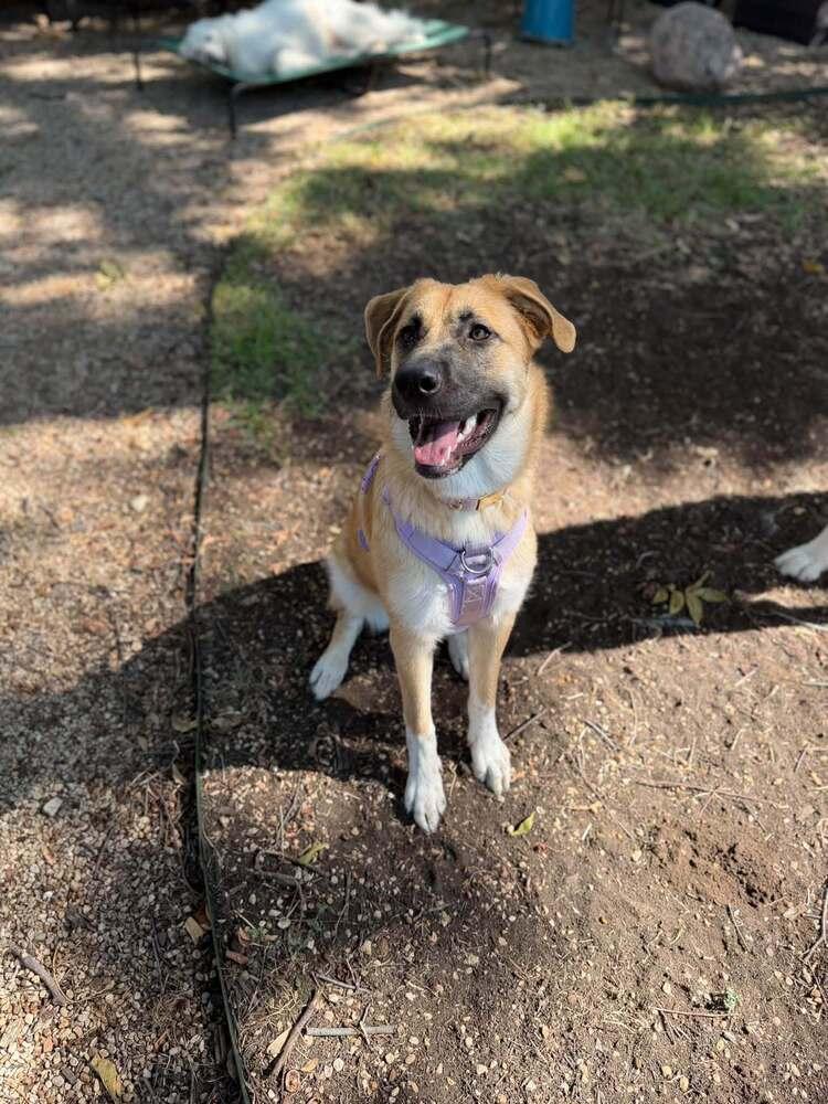 Enlarge 26-015 Alanna, a Adoptable mixed breed in Richardson, TX image 2/6