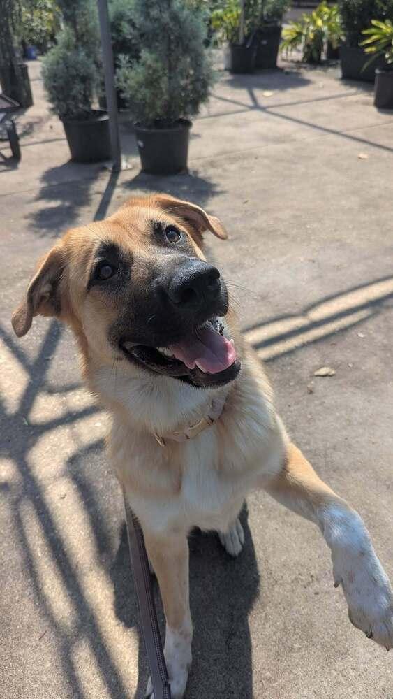 Enlarge 26-015 Alanna, a Adoptable mixed breed in Richardson, TX image 3/6