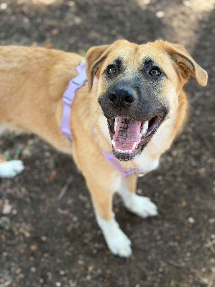 Enlarge 26-015 Alanna, a Adoptable mixed breed in Richardson, TX image 4/6