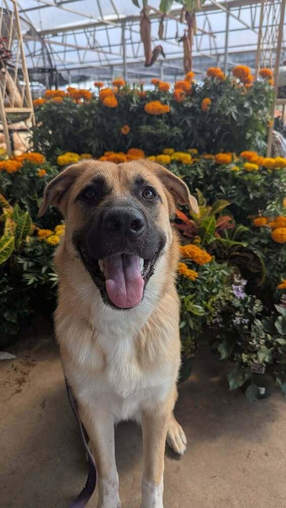 Enlarge 26-015 Alanna, a Adoptable mixed breed in Richardson, TX image 5/6