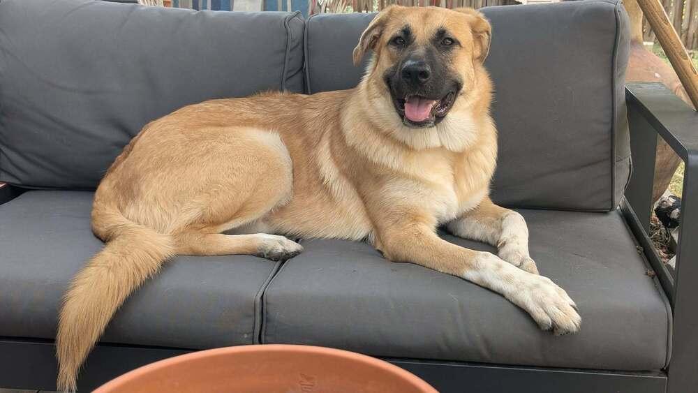 Enlarge 26-015 Alanna, a Adoptable mixed breed in Richardson, TX image 6/6