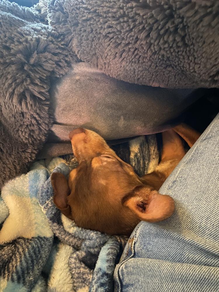 Enlarge Dale, a Adoptable mixed breed in Gig Harbor, WA image 6/6