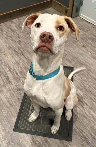 Enlarge Ridge, a ADOPTABLE Mixed Breed in Grand Island, NE image 2/5