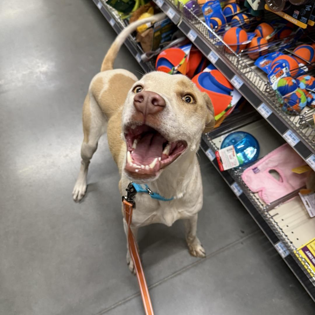 Ridge, ADOPTABLE, Young Male Mixed Breed.