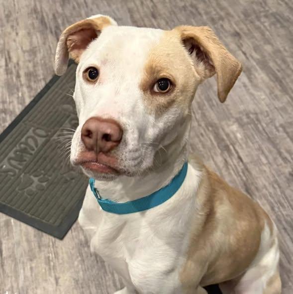 Enlarge Ridge, a ADOPTABLE Mixed Breed in Grand Island, NE image 5/5