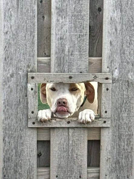 Enlarge Ridge, a ADOPTABLE Mixed Breed in Grand Island, NE image 3/5