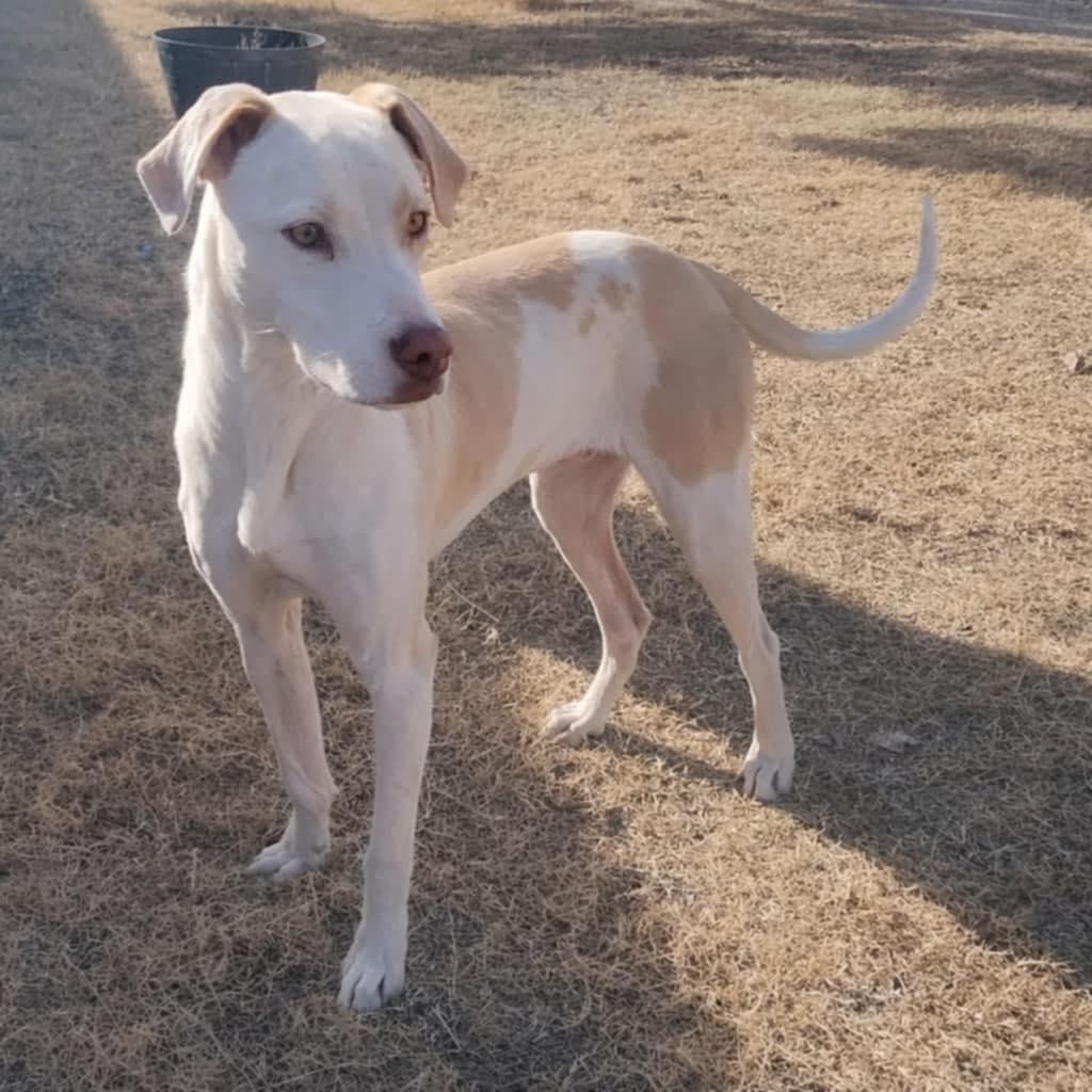 Enlarge Ridge, a ADOPTABLE Mixed Breed in Grand Island, NE image 4/5